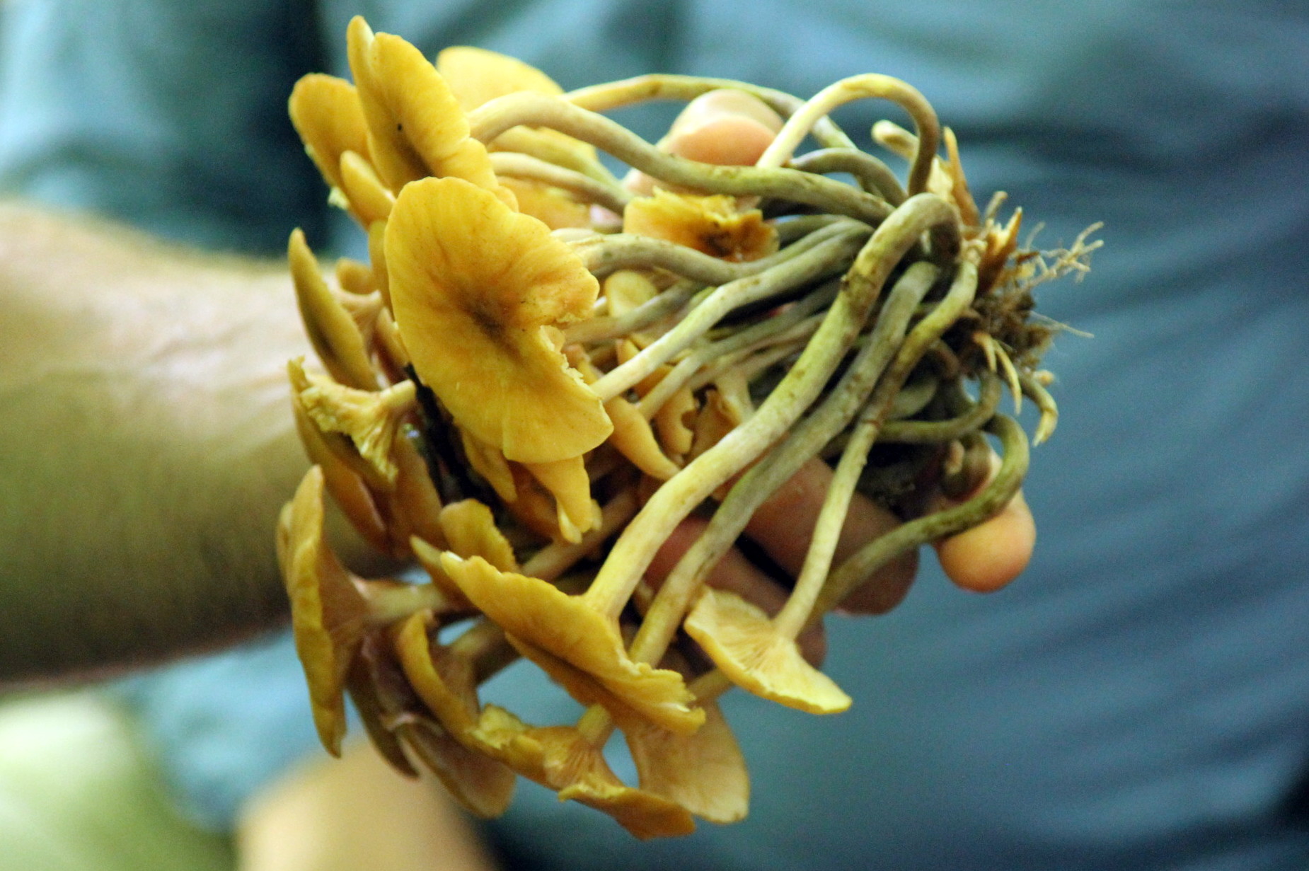 Ringless Honey Mushrooms - pick the entire bunch at once, but discard the stems when you cook them - no real flavor there.
