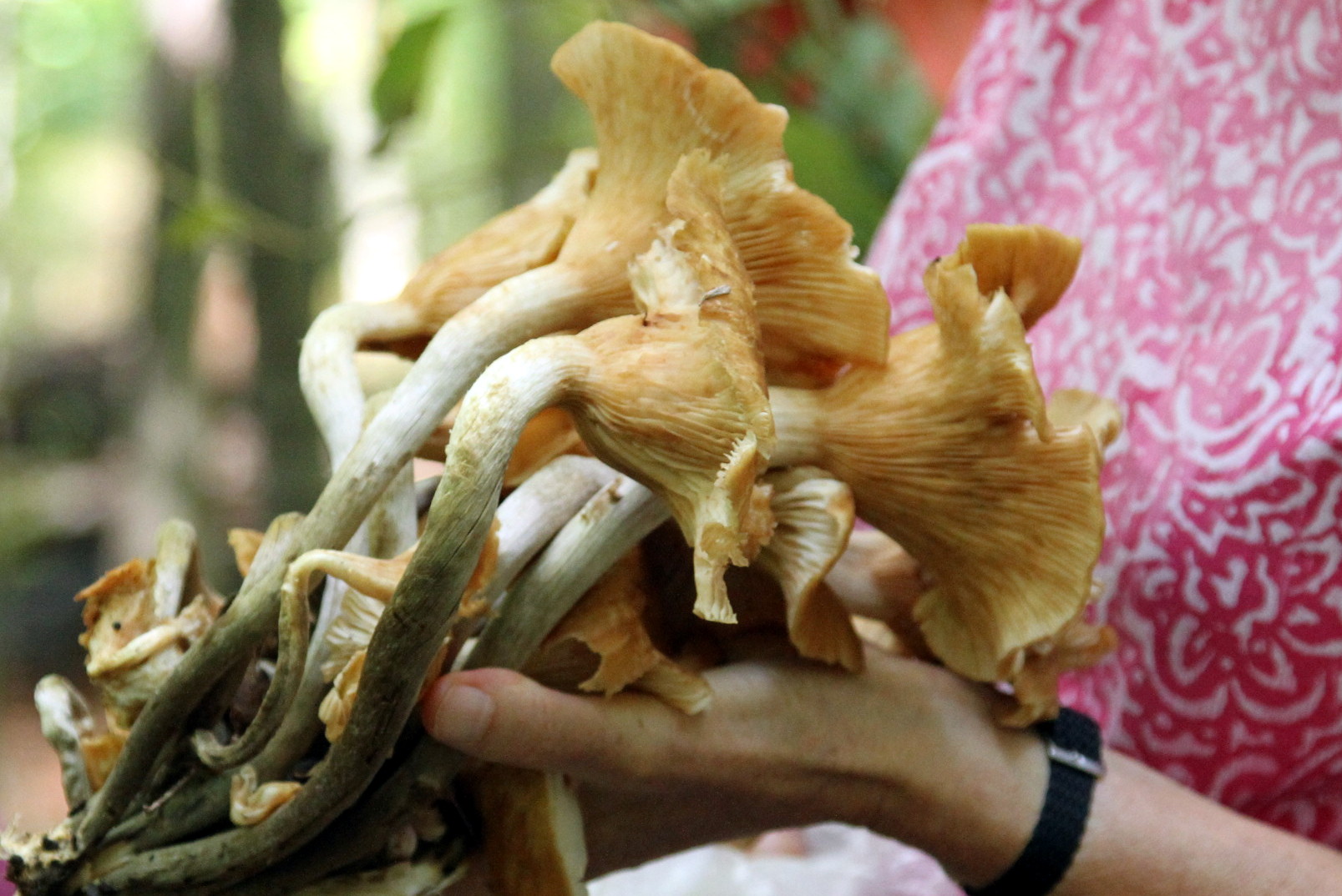 Nice bunch of mushrooms