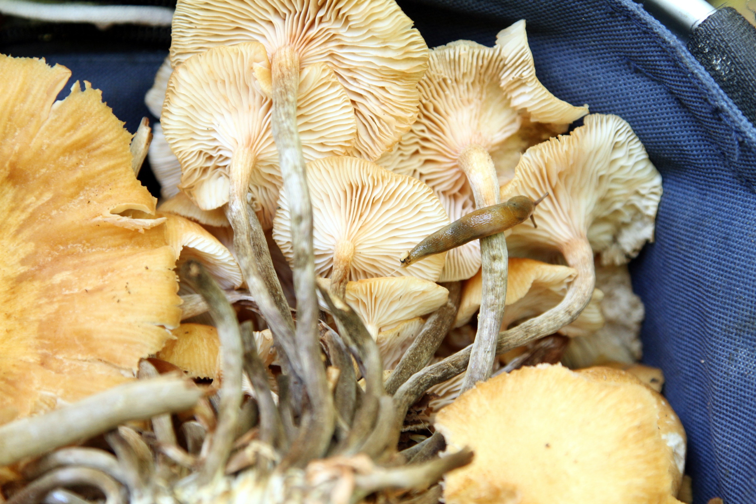 Word of caution - check for slugs before you bring them home. They love mushrooms.