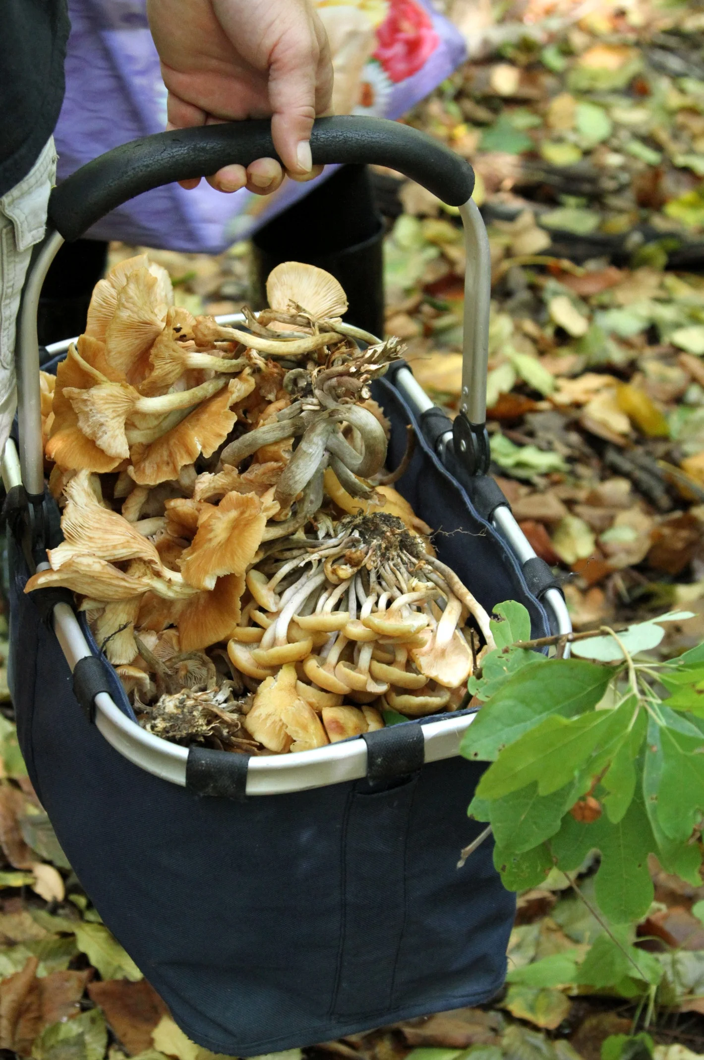 Finding Food in the Wild - Foraging