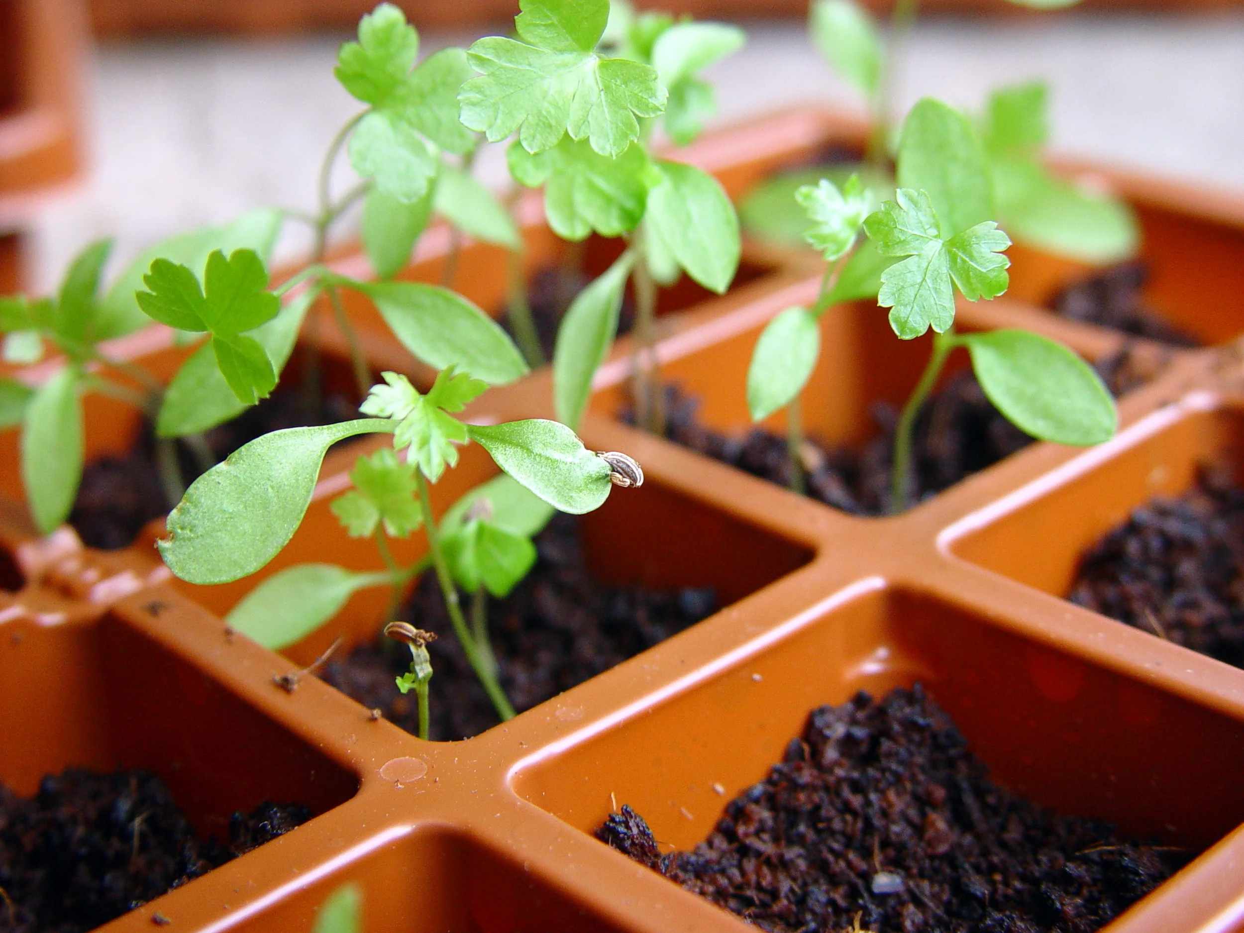 What are True Leaves?