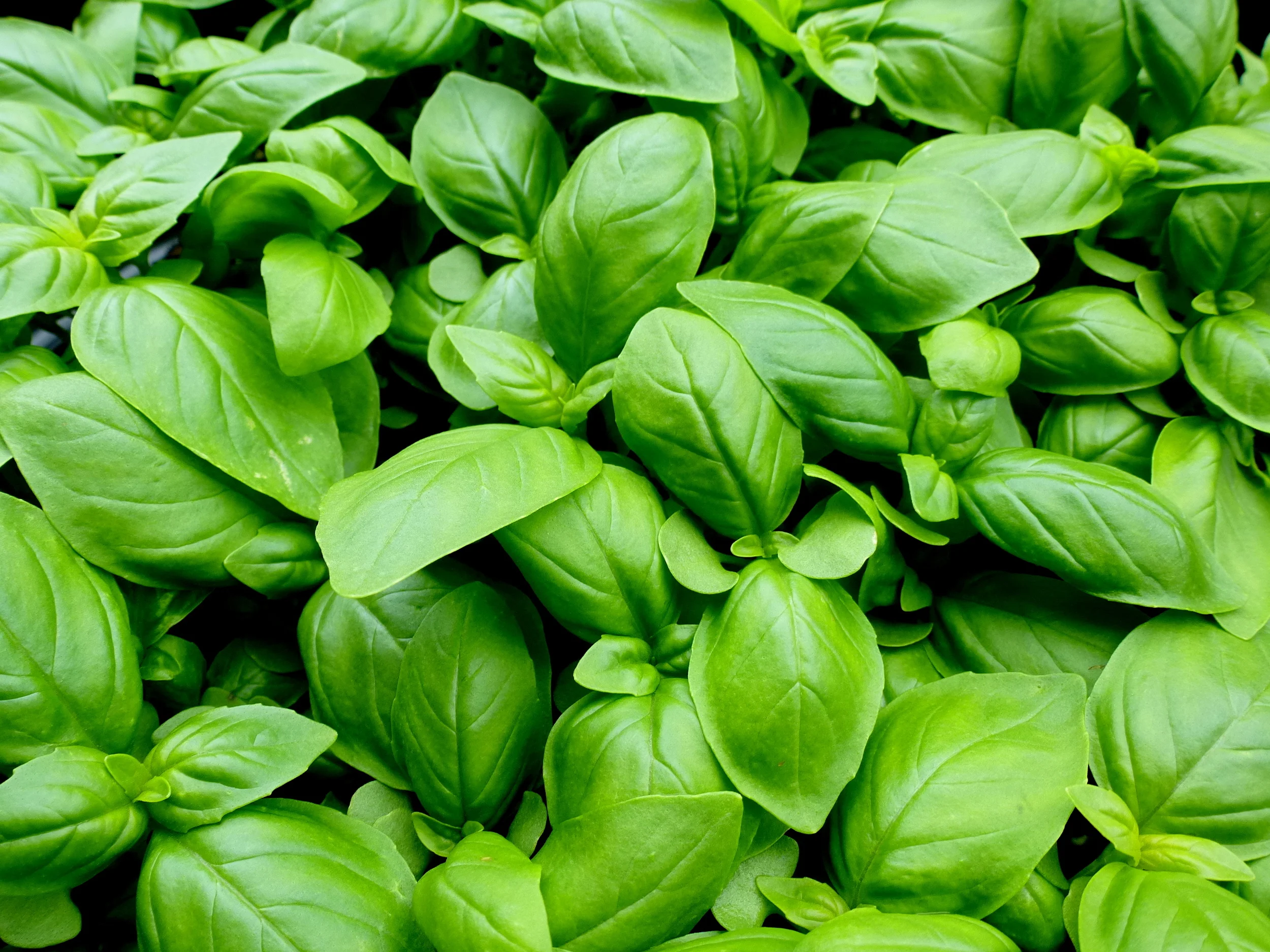 Growing Basil Your Italian Grandmother Would Envy