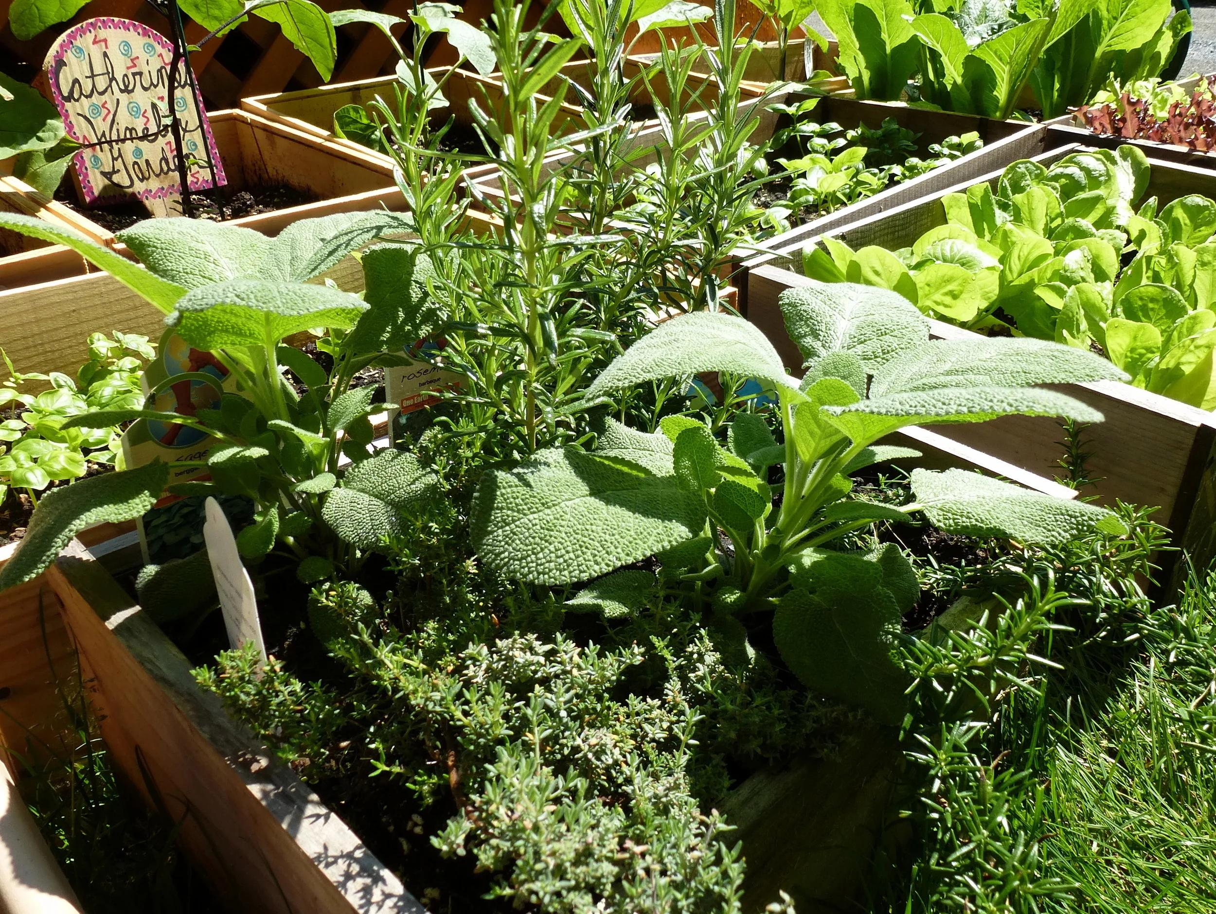 What to do with all of those herbs?