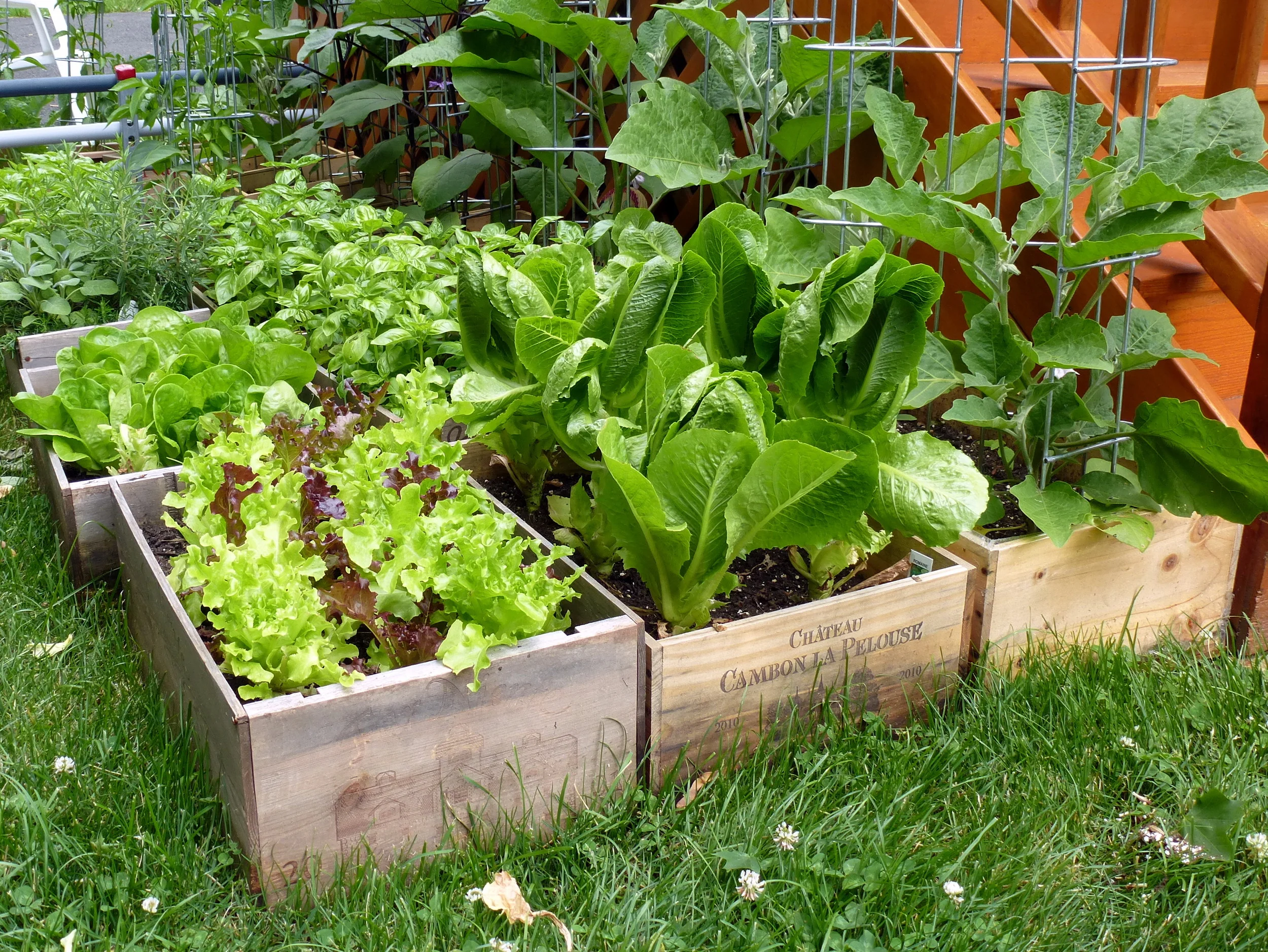 Harvesting and Storing Lettuce