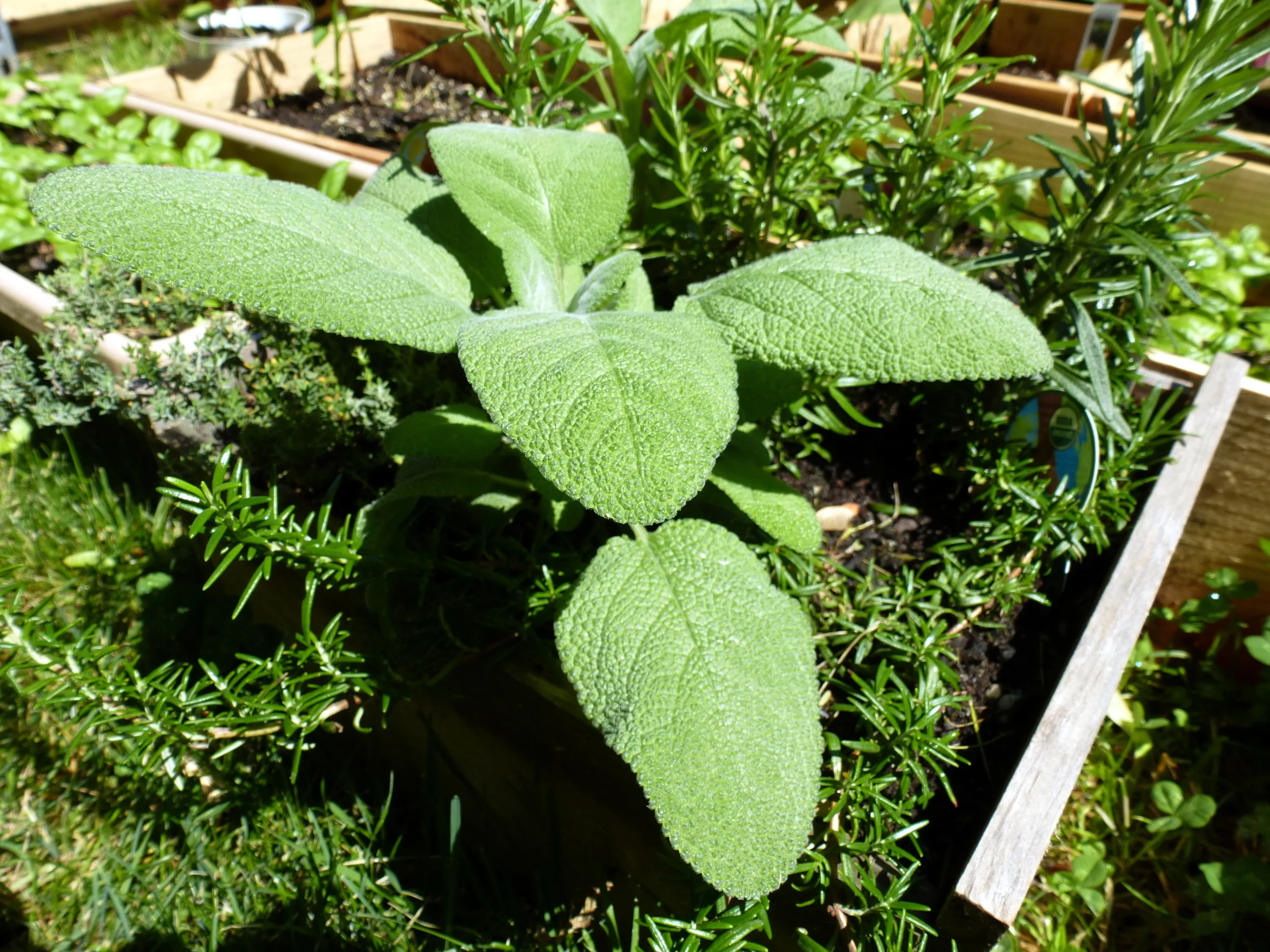 White Powdery Spots on Sage Leaves