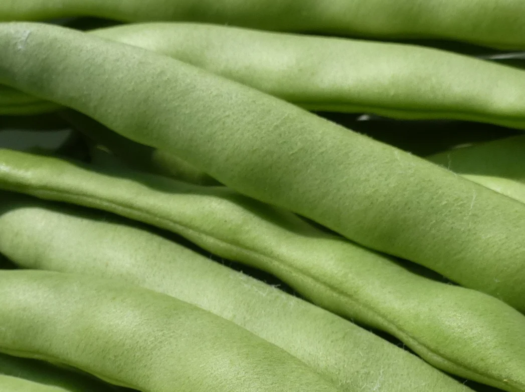 Growing Green Beans