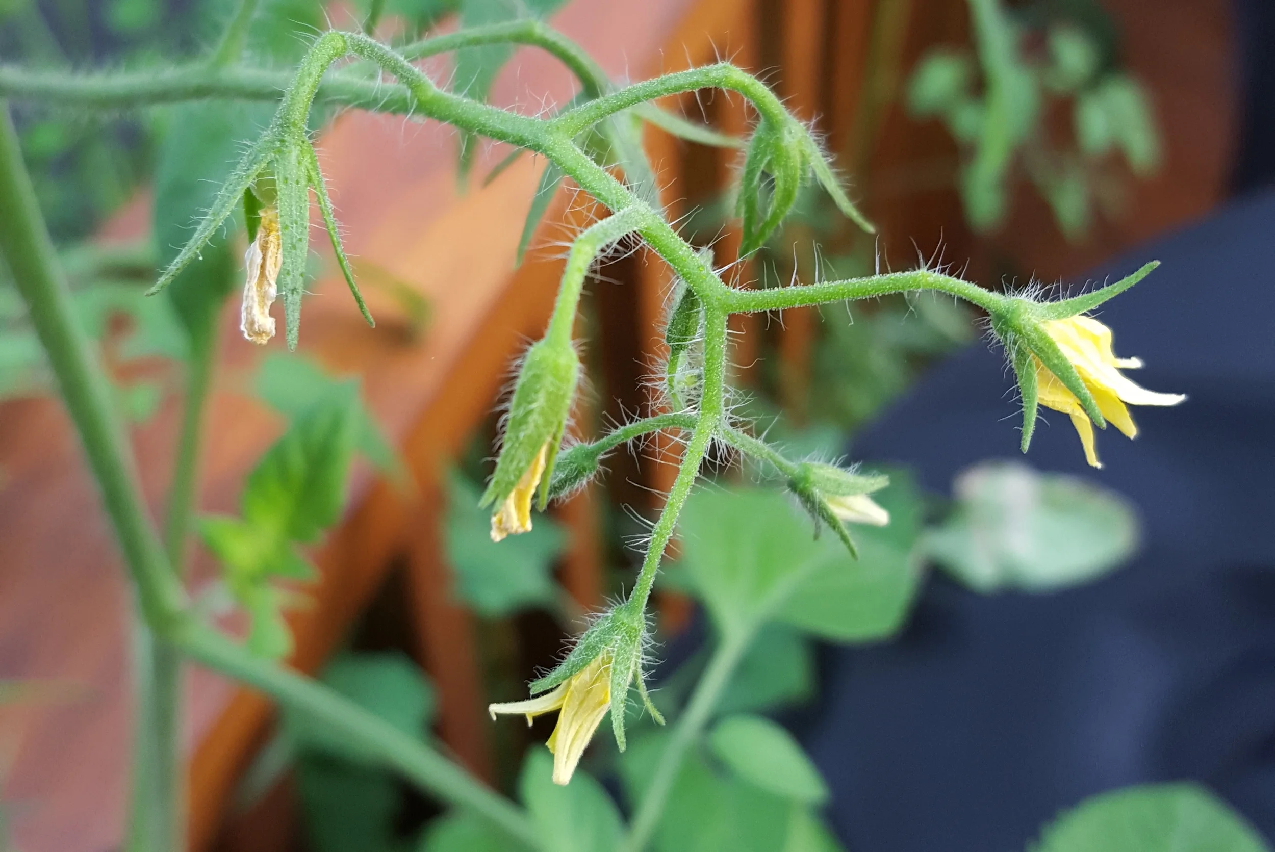 Quick Tip: Late Blossoms on Tomato Plants