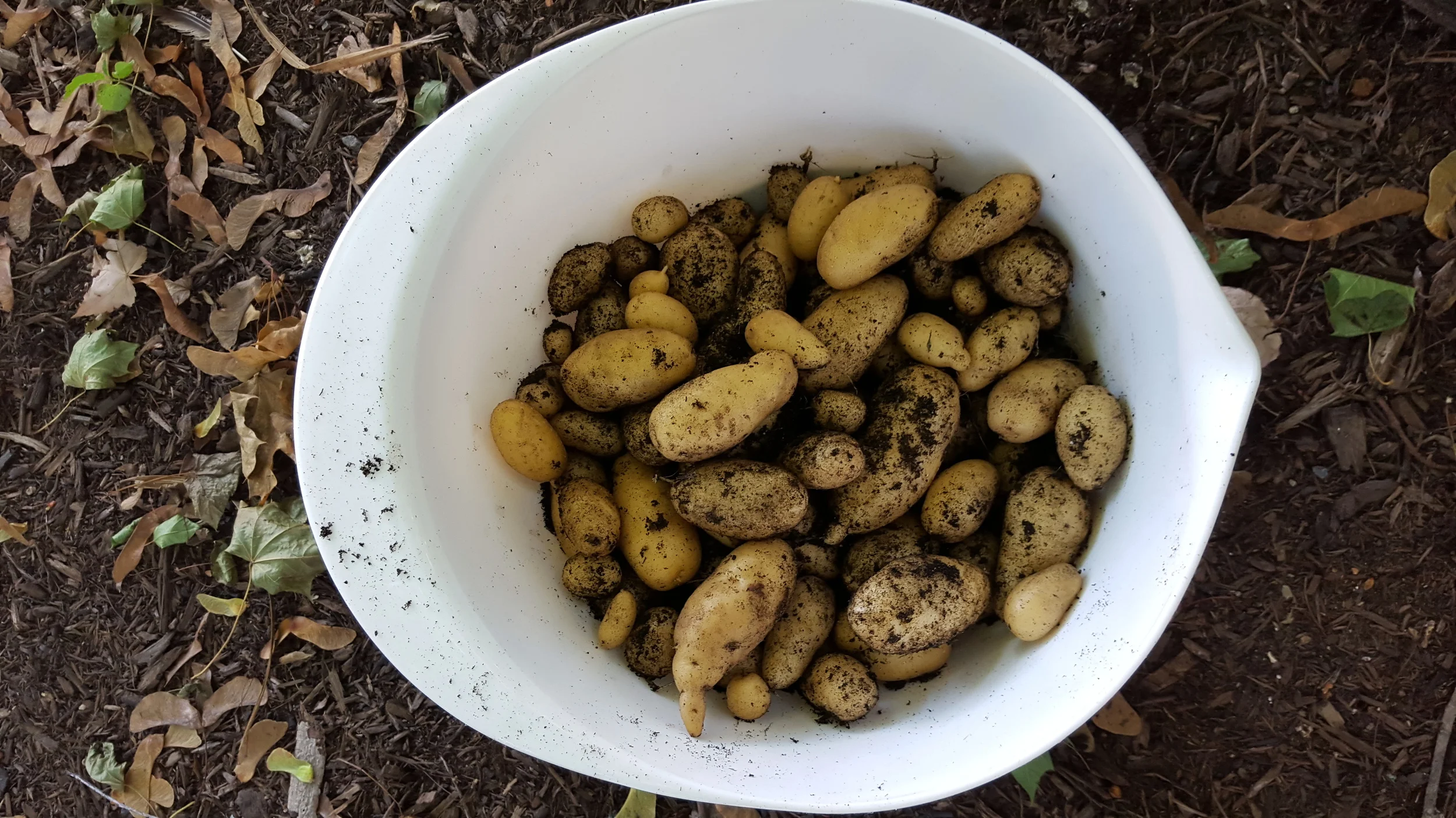 Potato Harvest Day