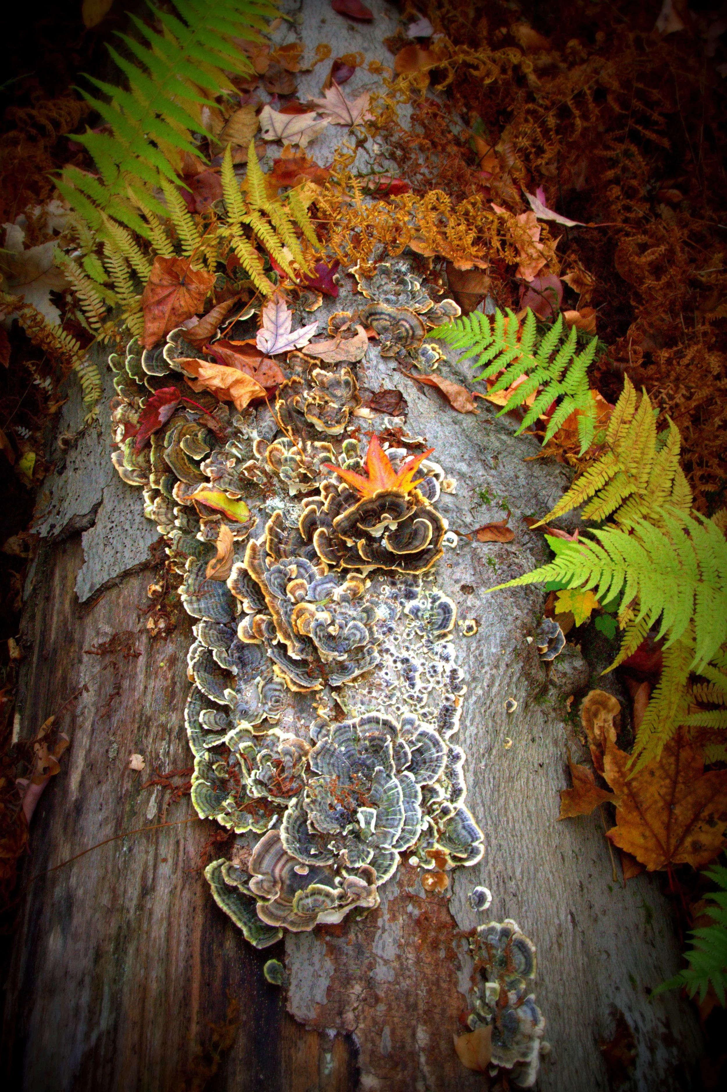The Great Swamp Refuge - Bike Ride, Lunch &amp; Fall Foliage