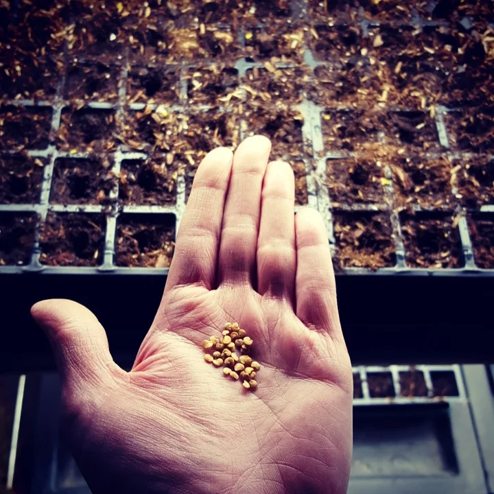 5 Steps for Starting Seeds Indoors