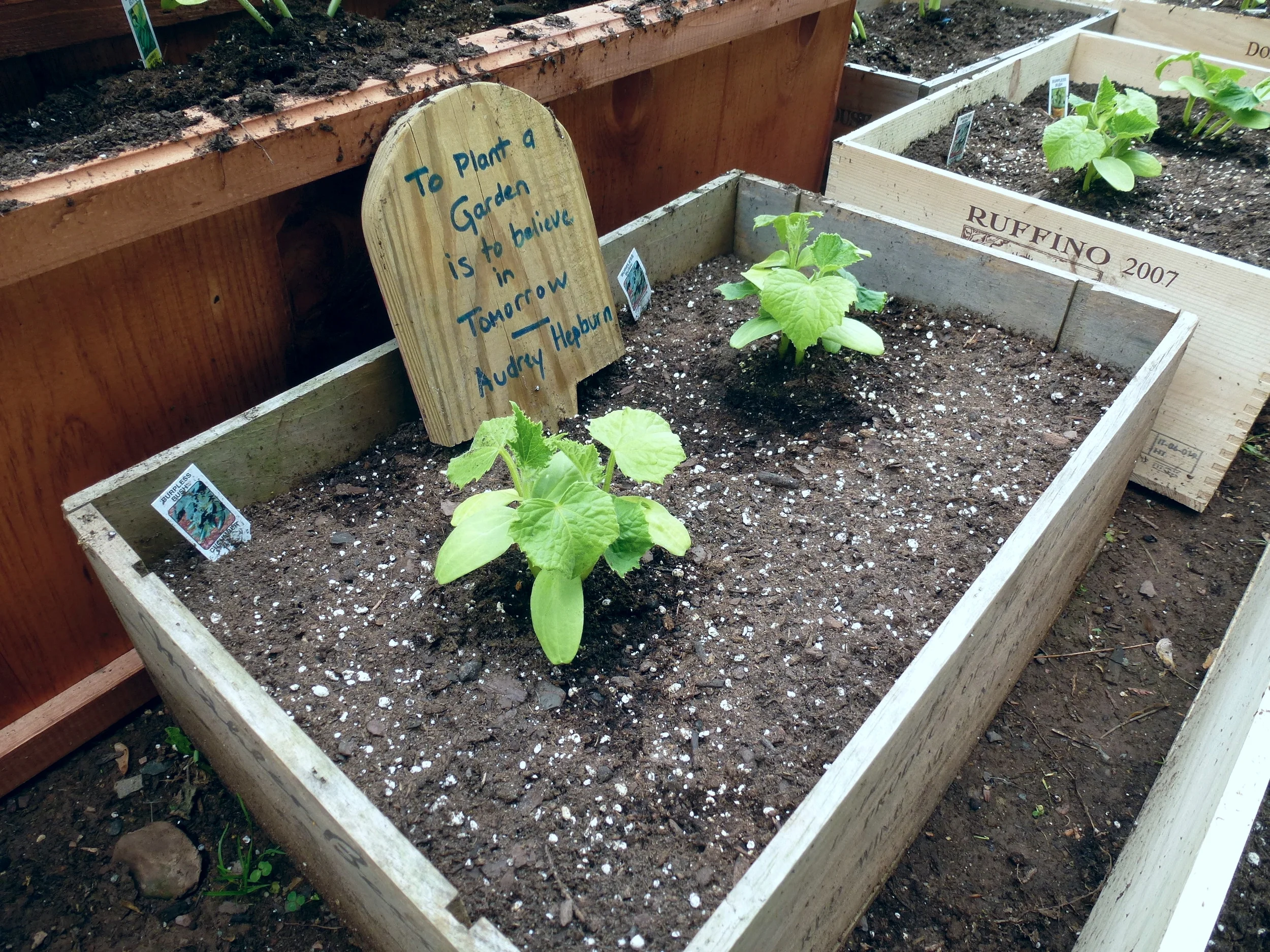 Transplanting Seedlings
