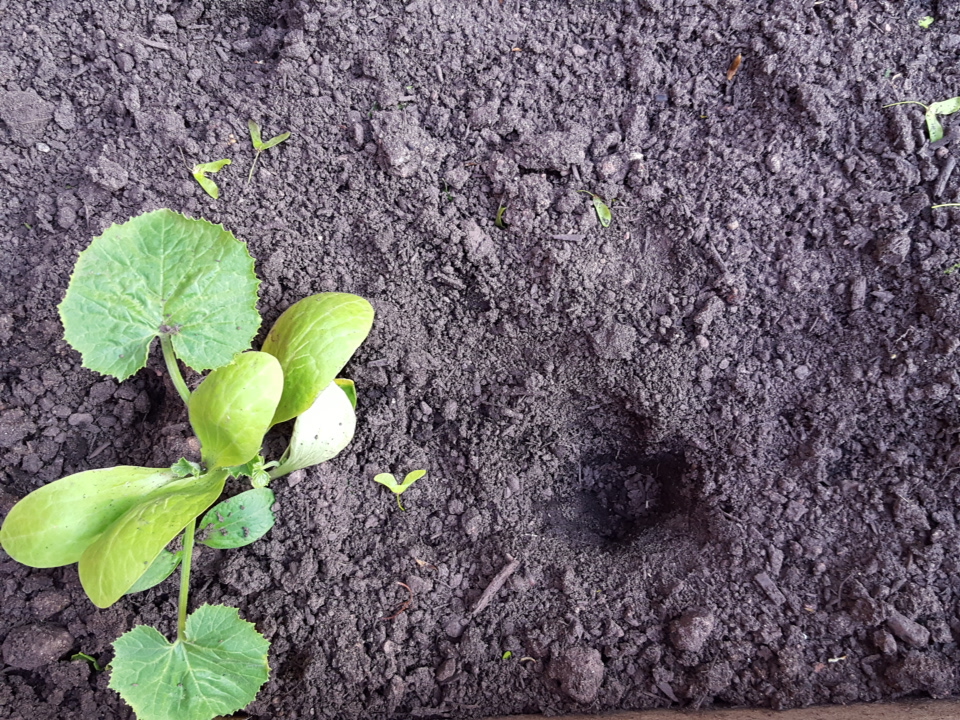 Hole dug next to zucchini