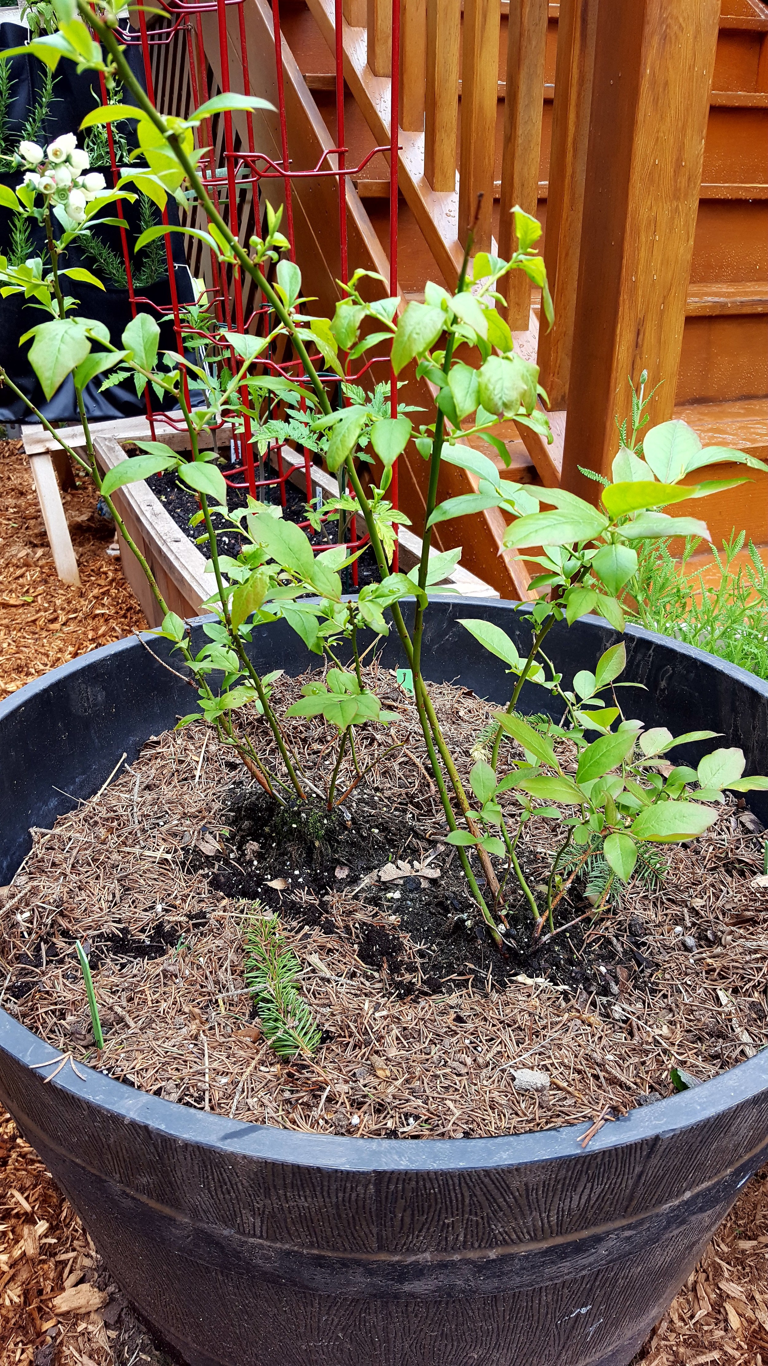 Pine mulch on my blueberry plants