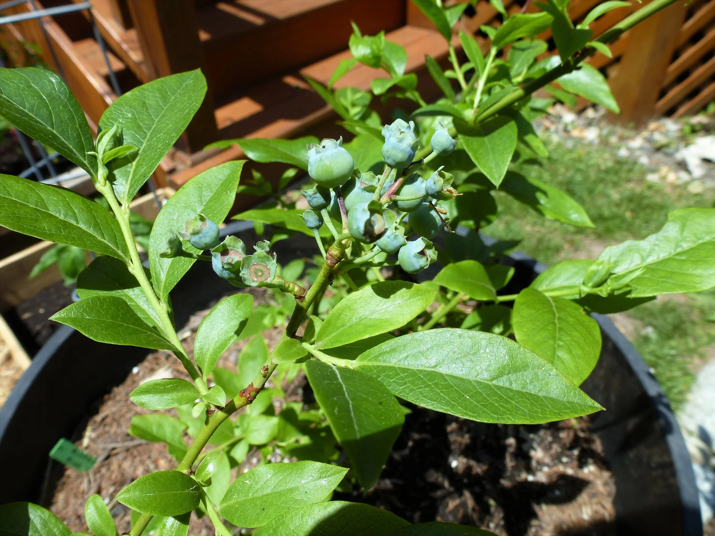 Pine Needle Mulch for Blueberries 