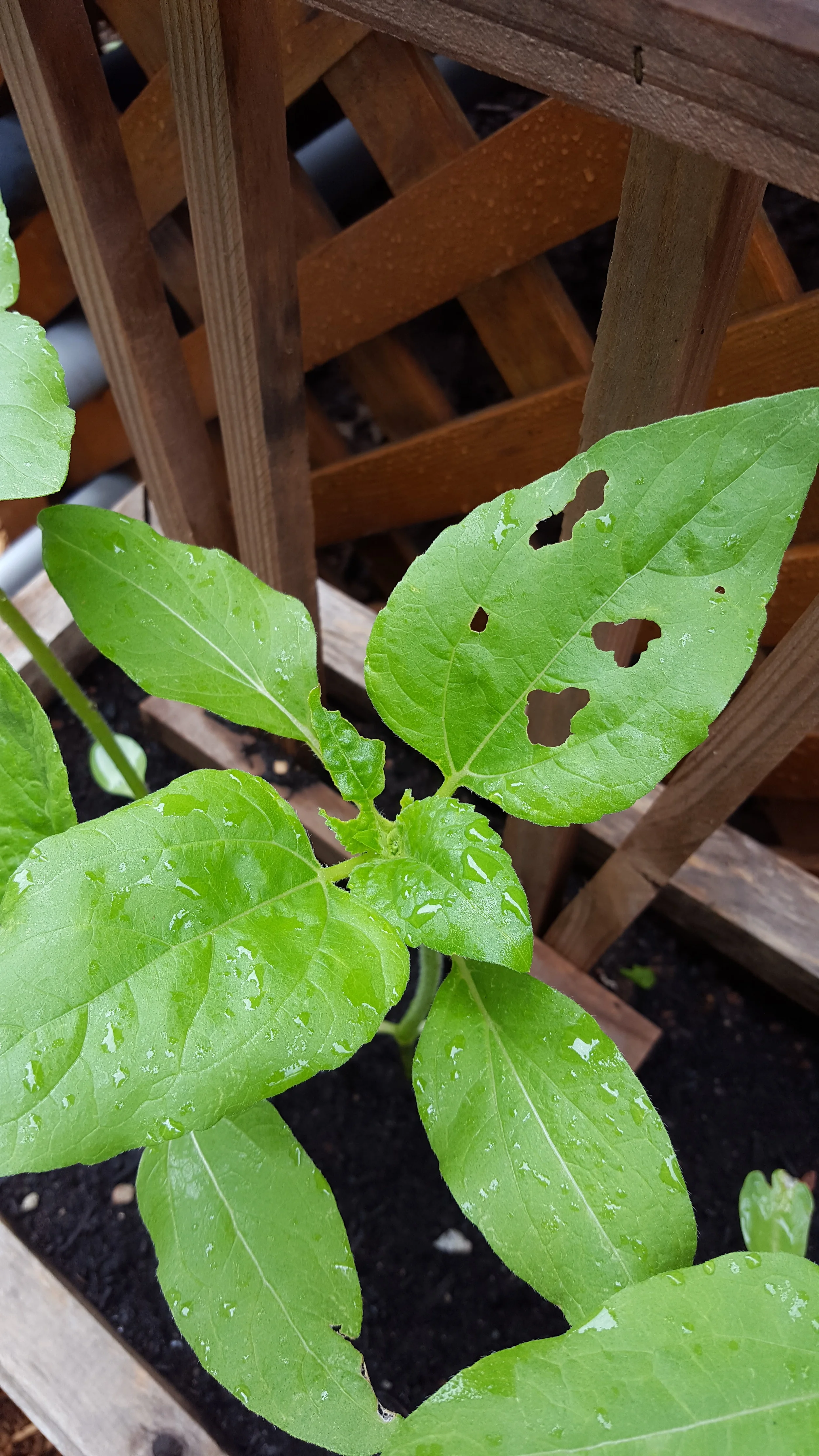 Getting Rid of Garden Slugs...Naturally — The Wine Box Gardener