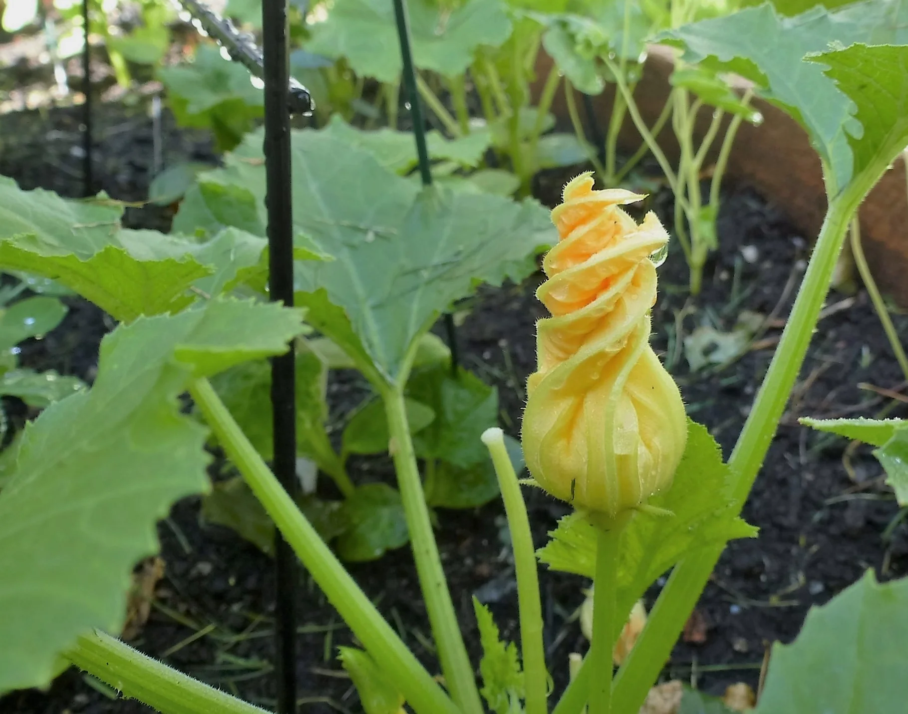 Garden Journal - June 15, 2016