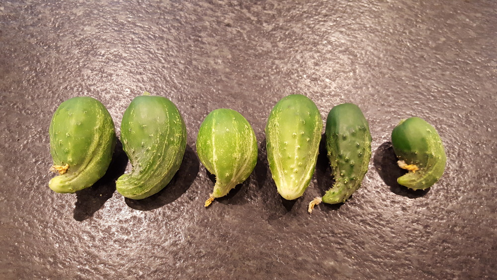 Why are My Cucumbers Deformed? 