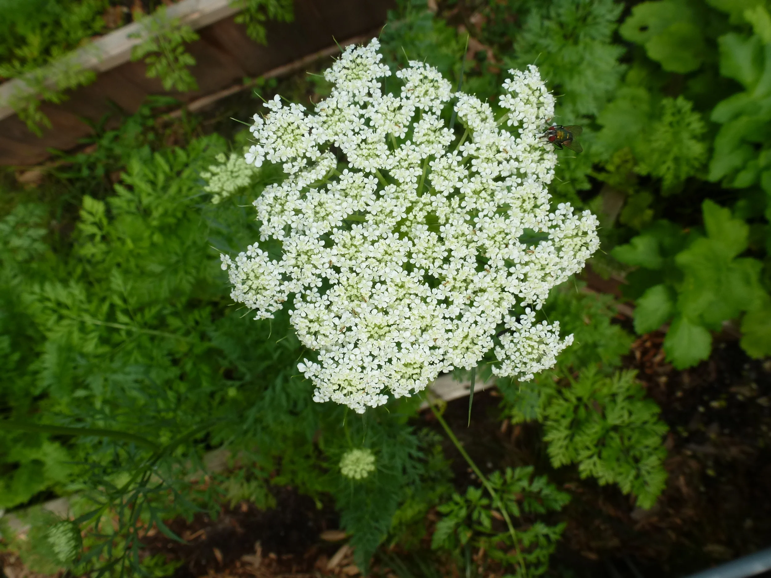 Garden Journal - August 14, 2016