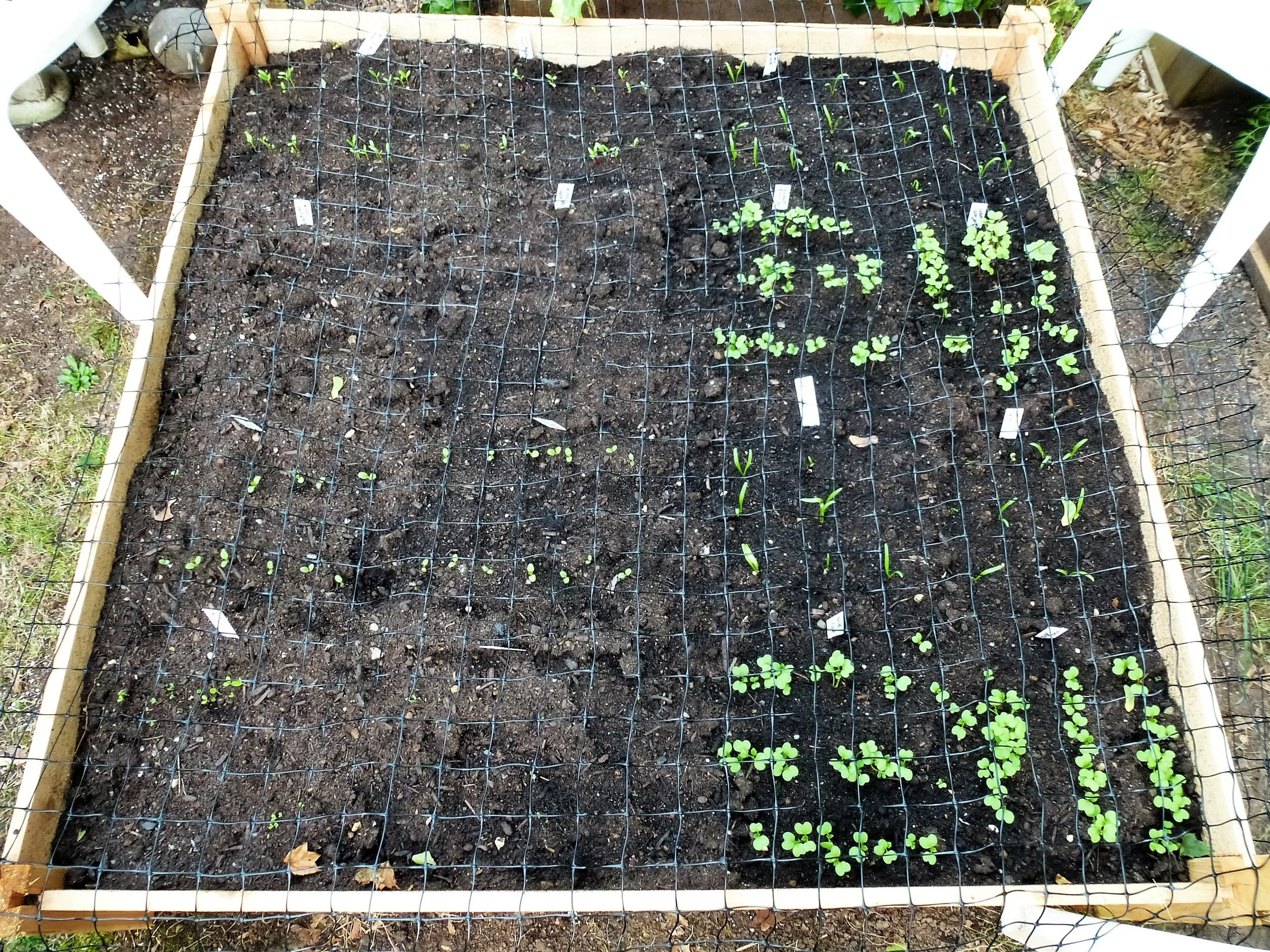 Step 6: I covered the bed with a chicken wire type of material to keep the squirrels from digging in there. Within a week, everything started coming in.