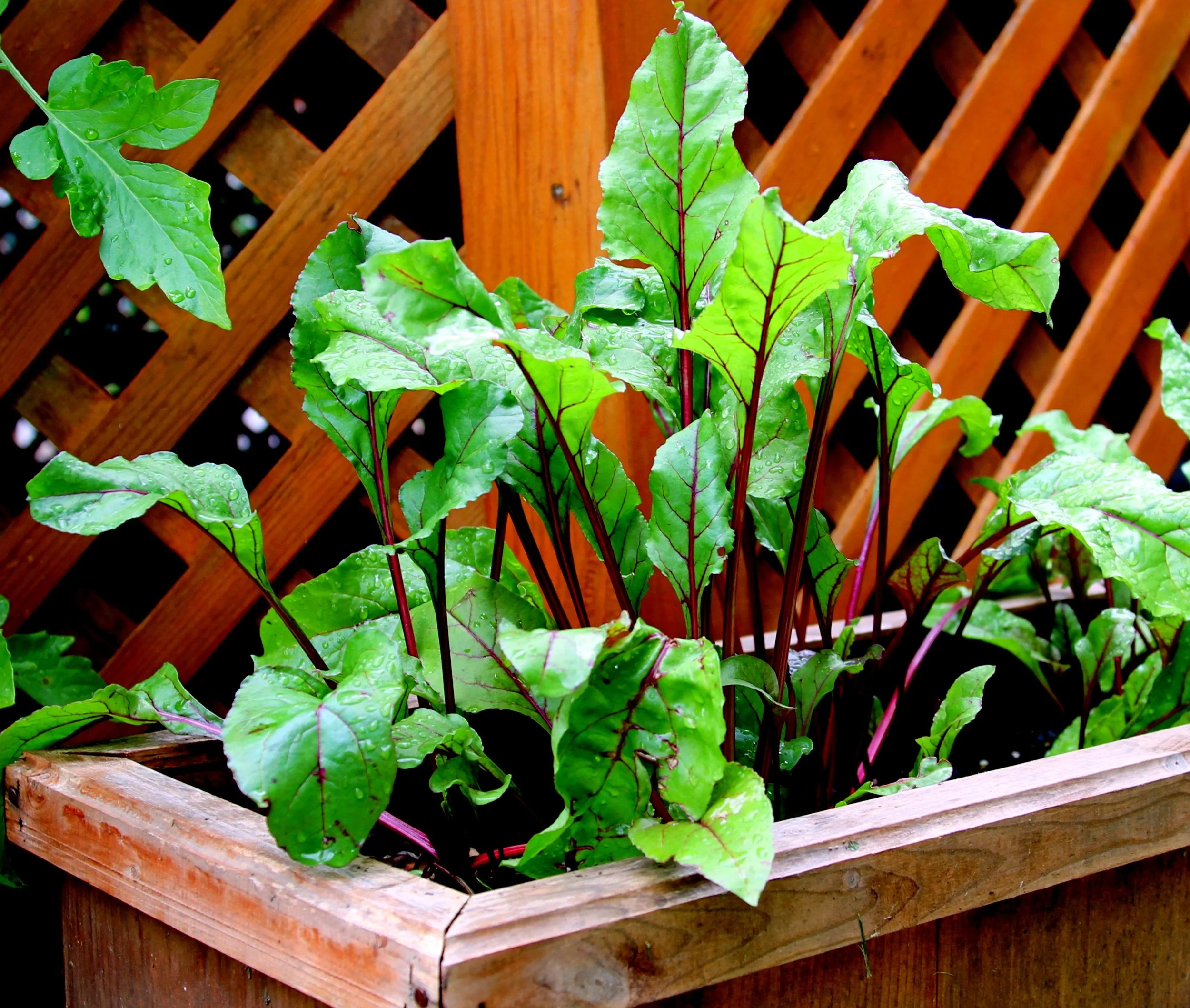 Beet greens