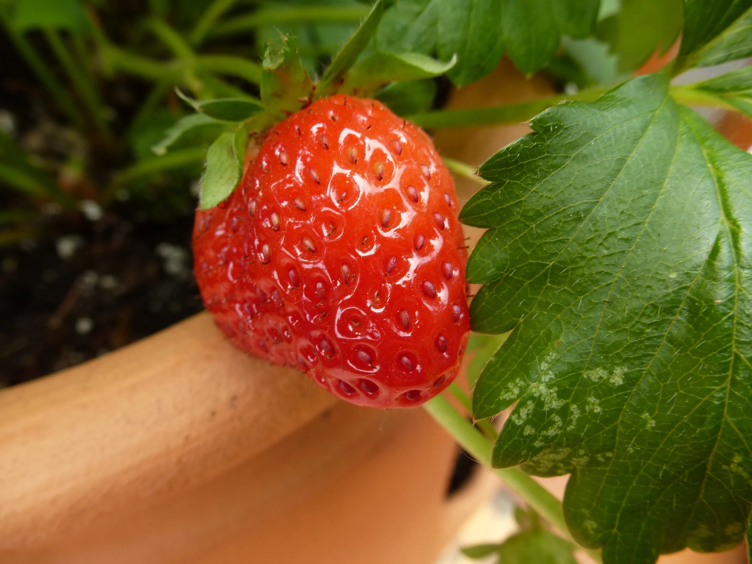 Garden Journal - May 11, 2016