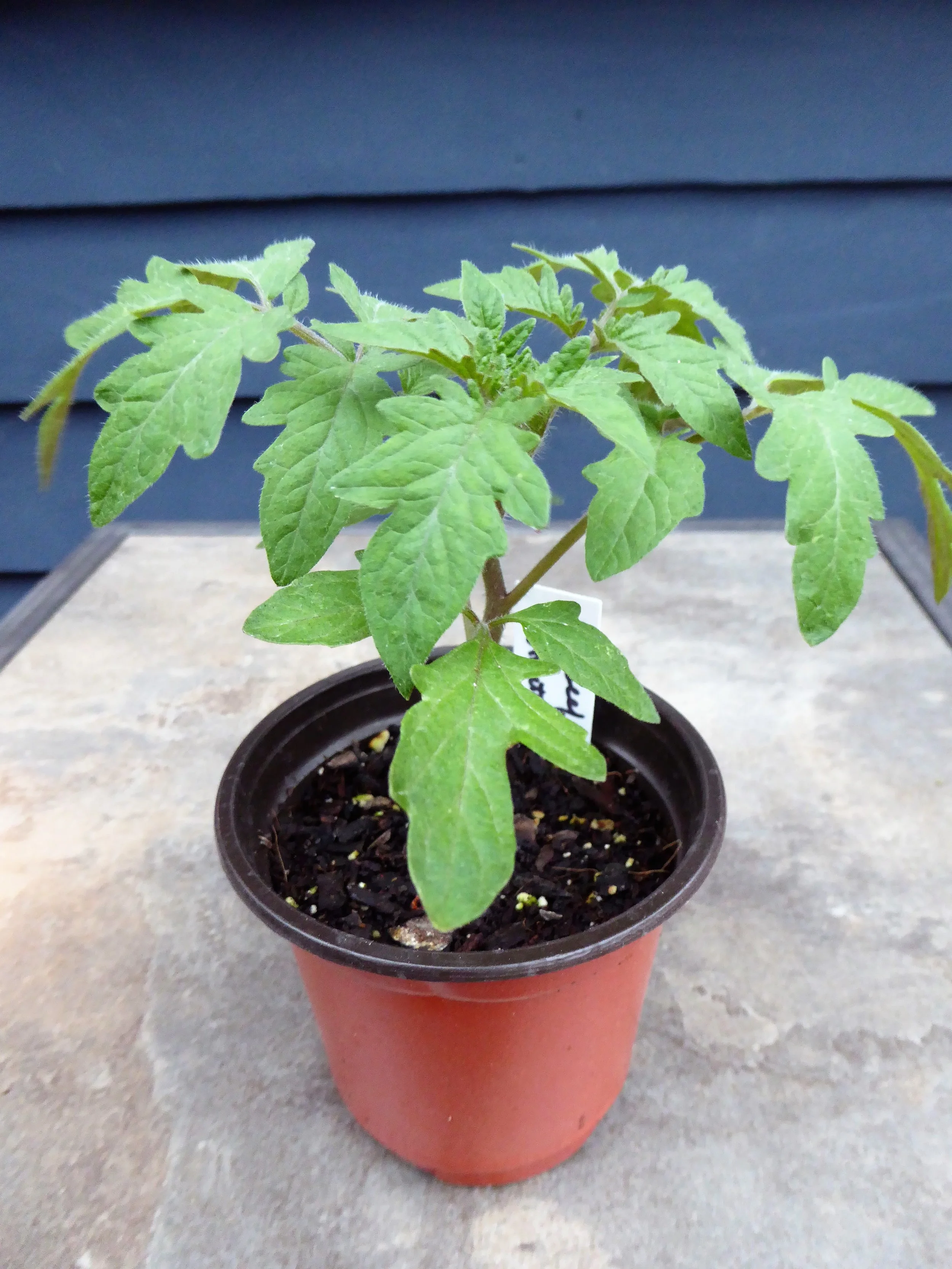 So, you bought seedlings. Now what?