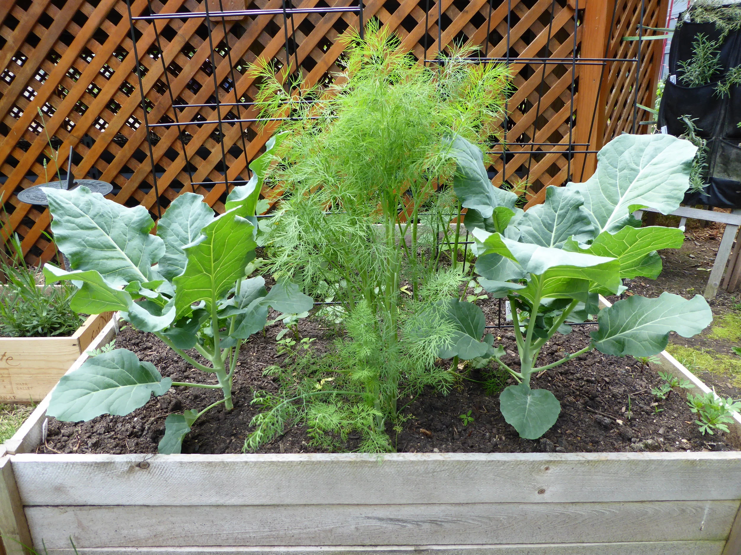 This Week in the Garden