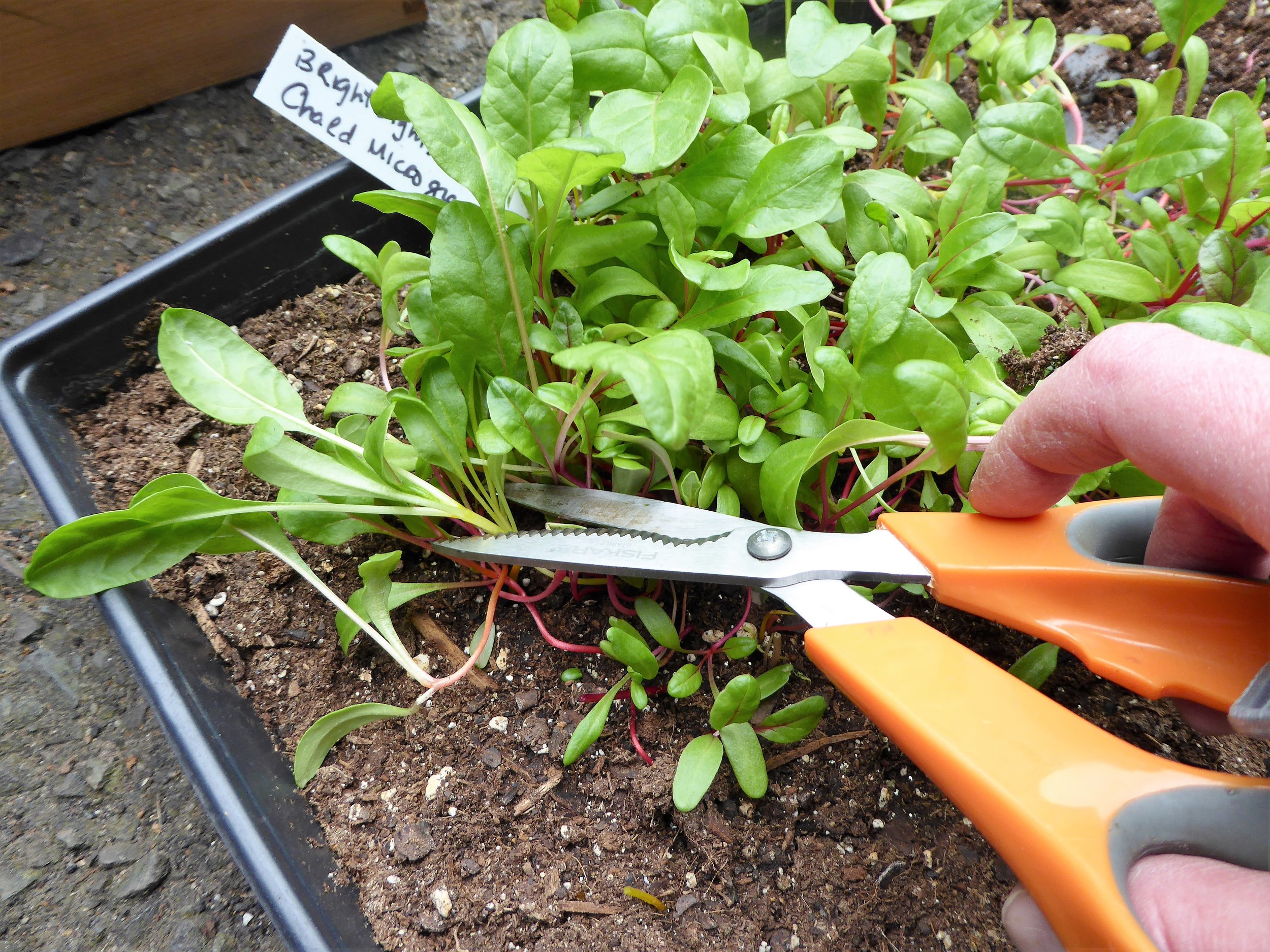 Cut about an inch above the soil when harvesting microgreens.