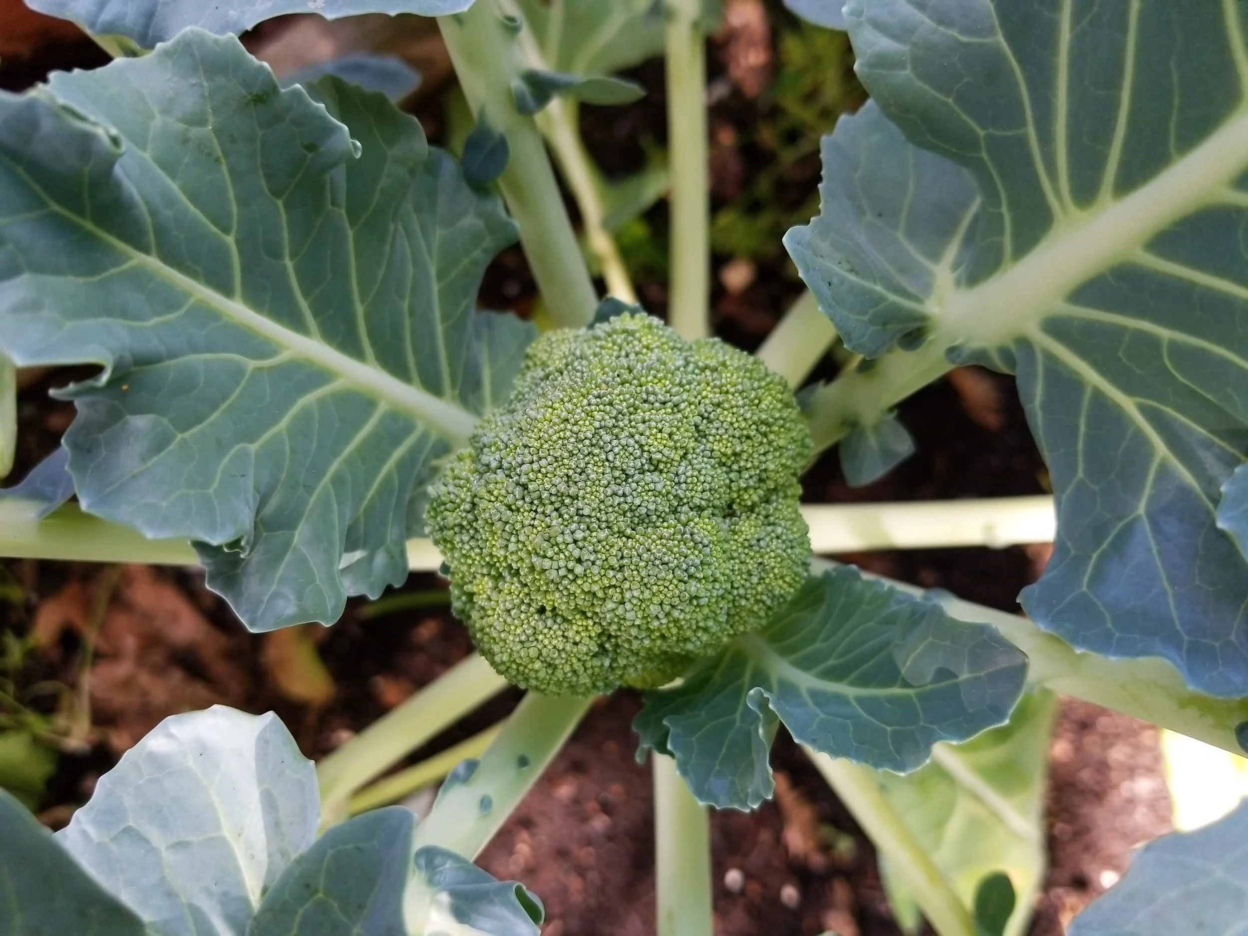 Broccoli