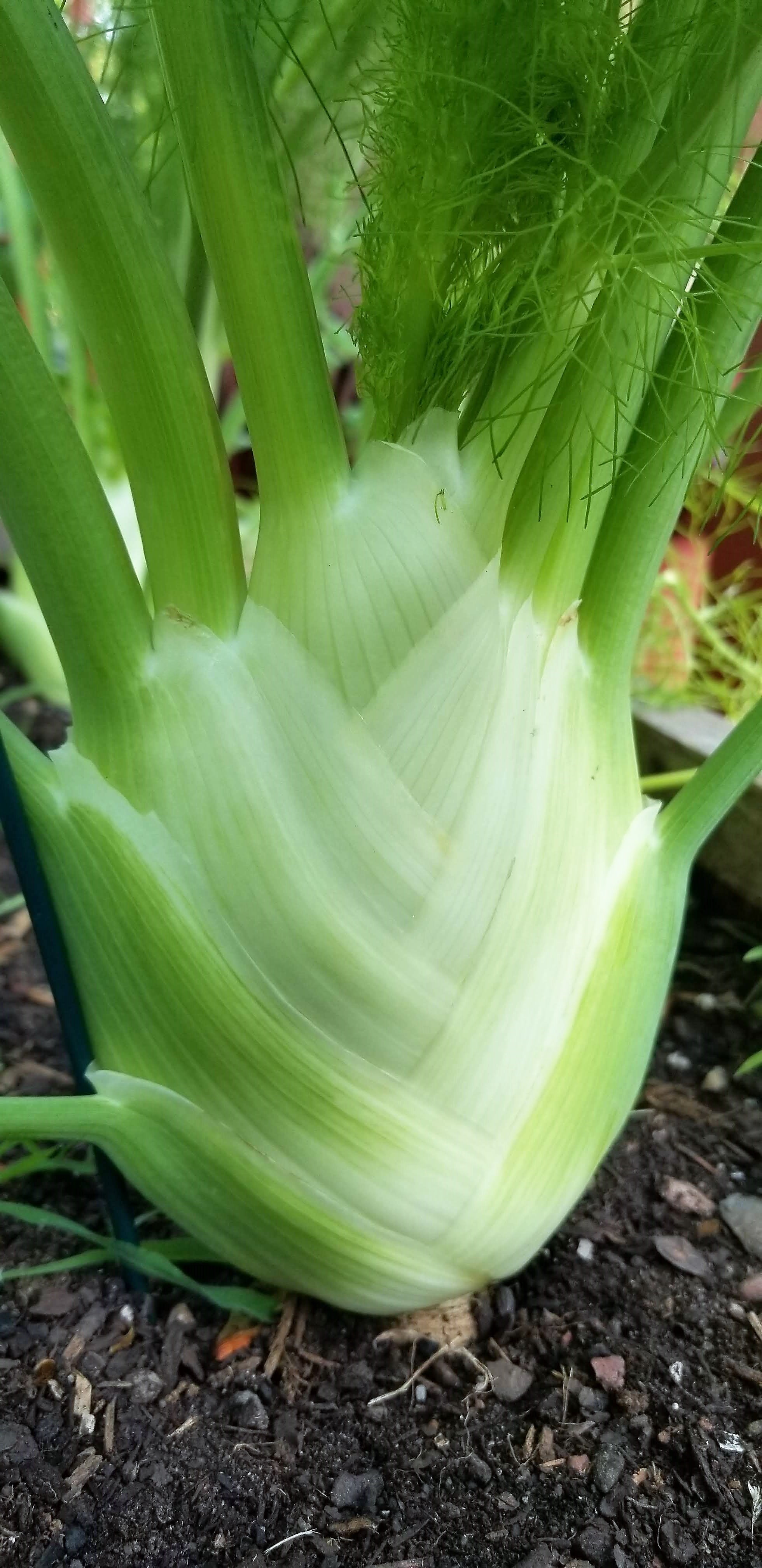Growing Fennel — The Wine Box Gardener