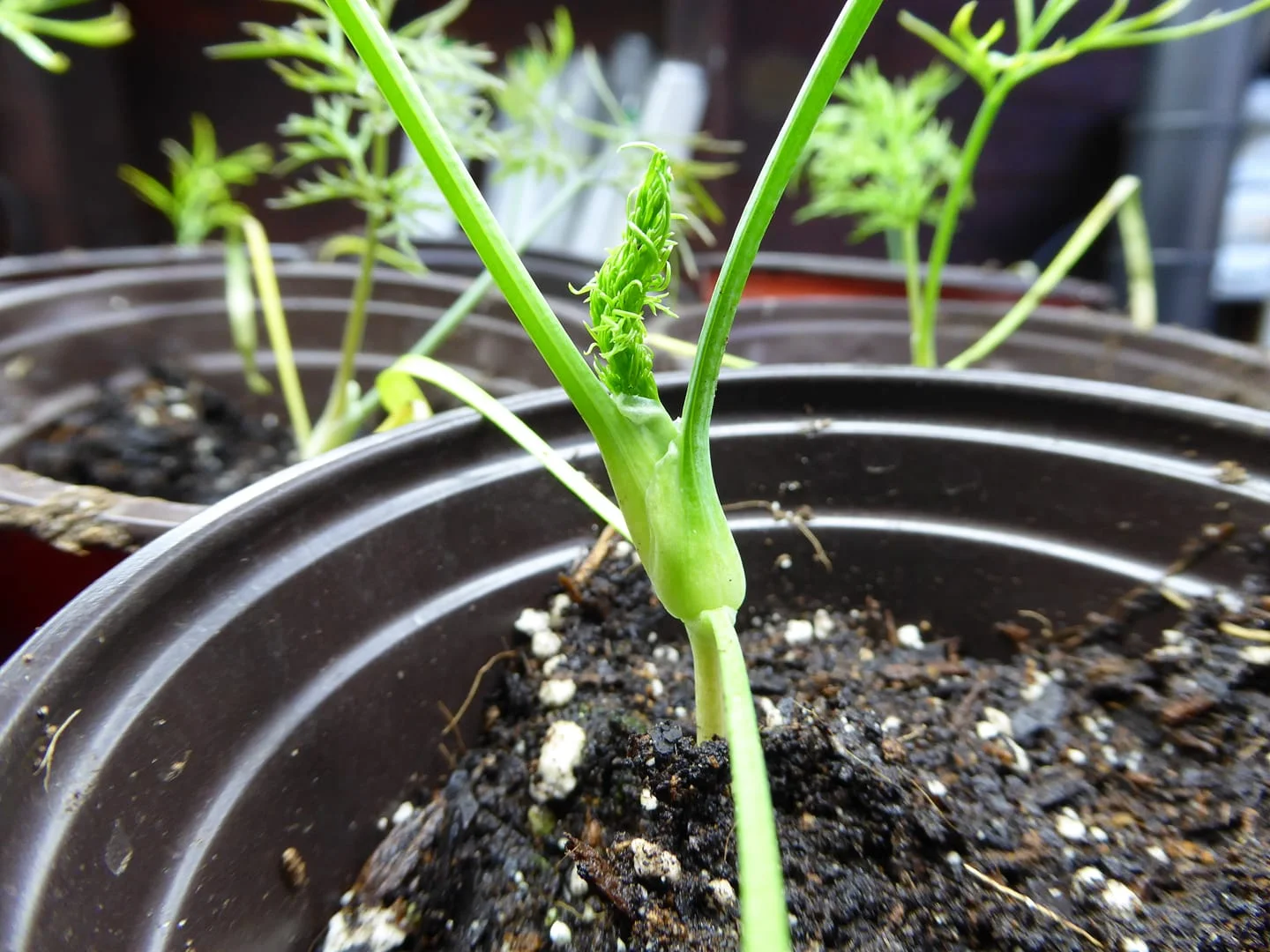 First growth indoors of fennel seed under grow lights.