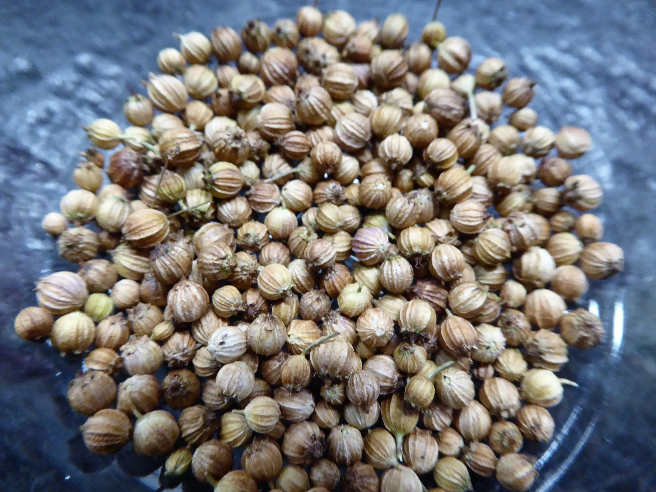 Harvesting Seeds from Herb Plants