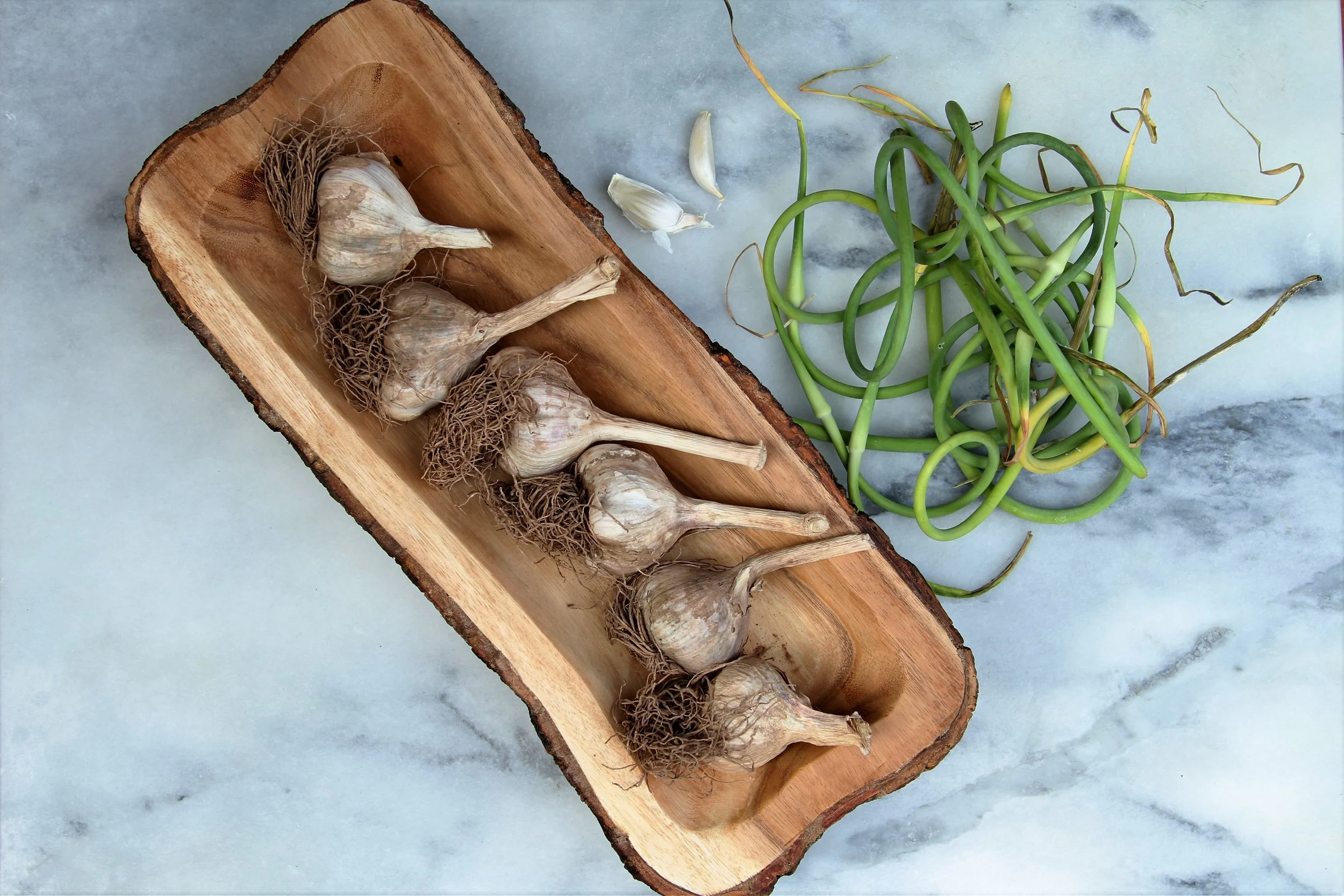 How to Grow &amp; Harvest Garlic