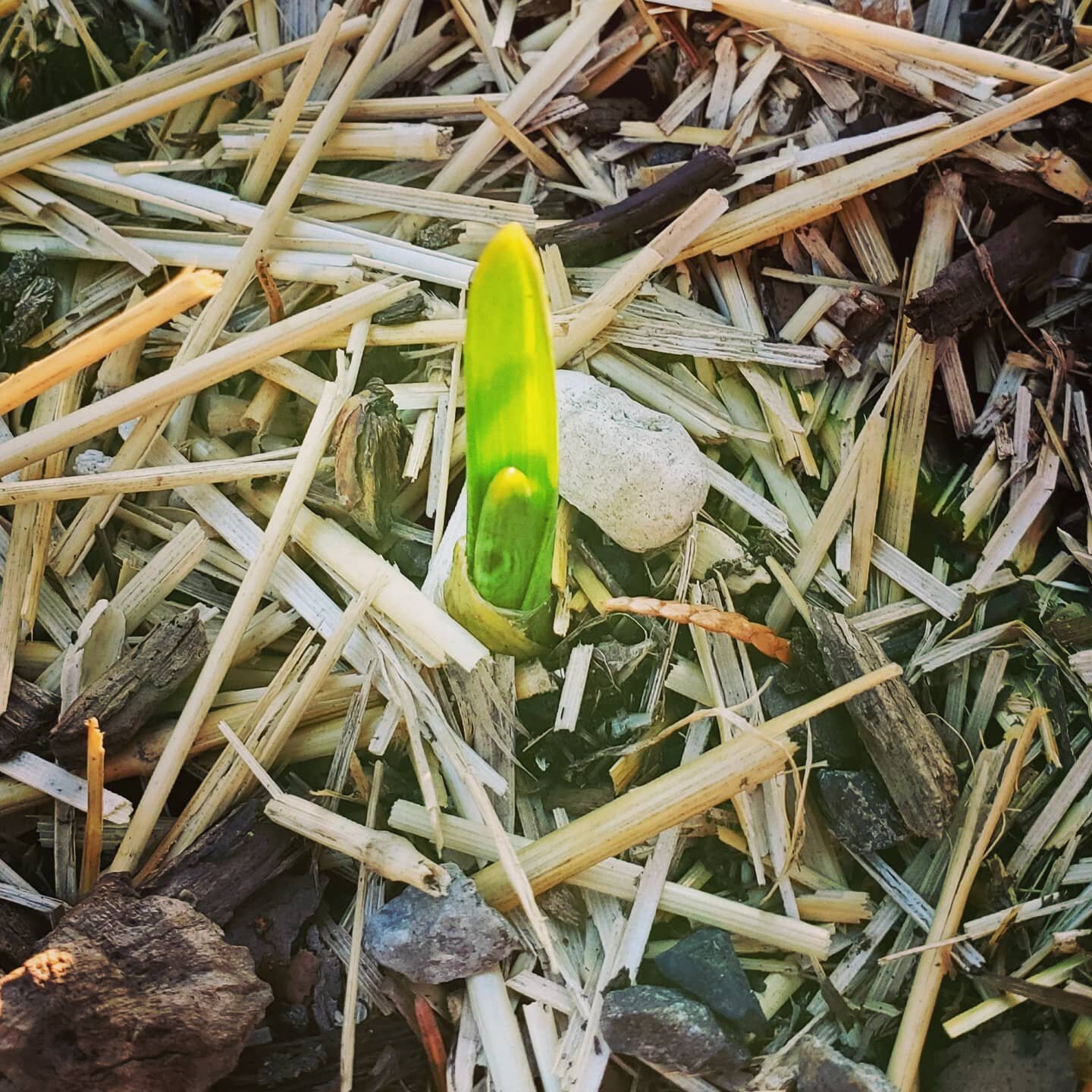 The snow has (FINALLY) melted to reveal the garlic is making a healthy appearance out in the garden. A great way to welcome spring. 🌱🌱🌱🌱🌱
.
.
.
#organic #gardening #urbangarden #garlic #growyourown #gardentotable #healthy #spring #instagarden #g