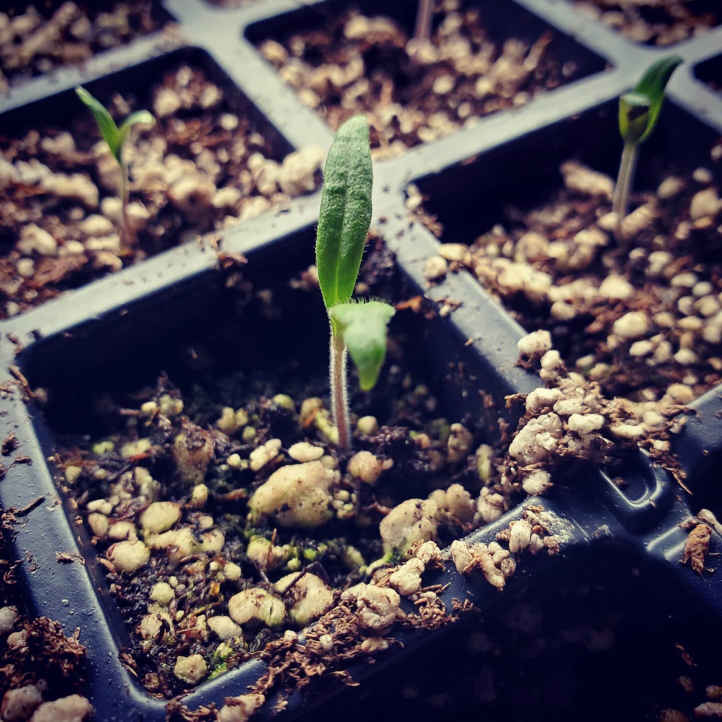 Positive things happening to show us signs of spring. It may have been in the mid-20s outside today, but signs of life are returning. Getting tomatoes, eggplant, zucchini, cucumbers, peppers, and melons started ahead of the season. I can't wait to ge