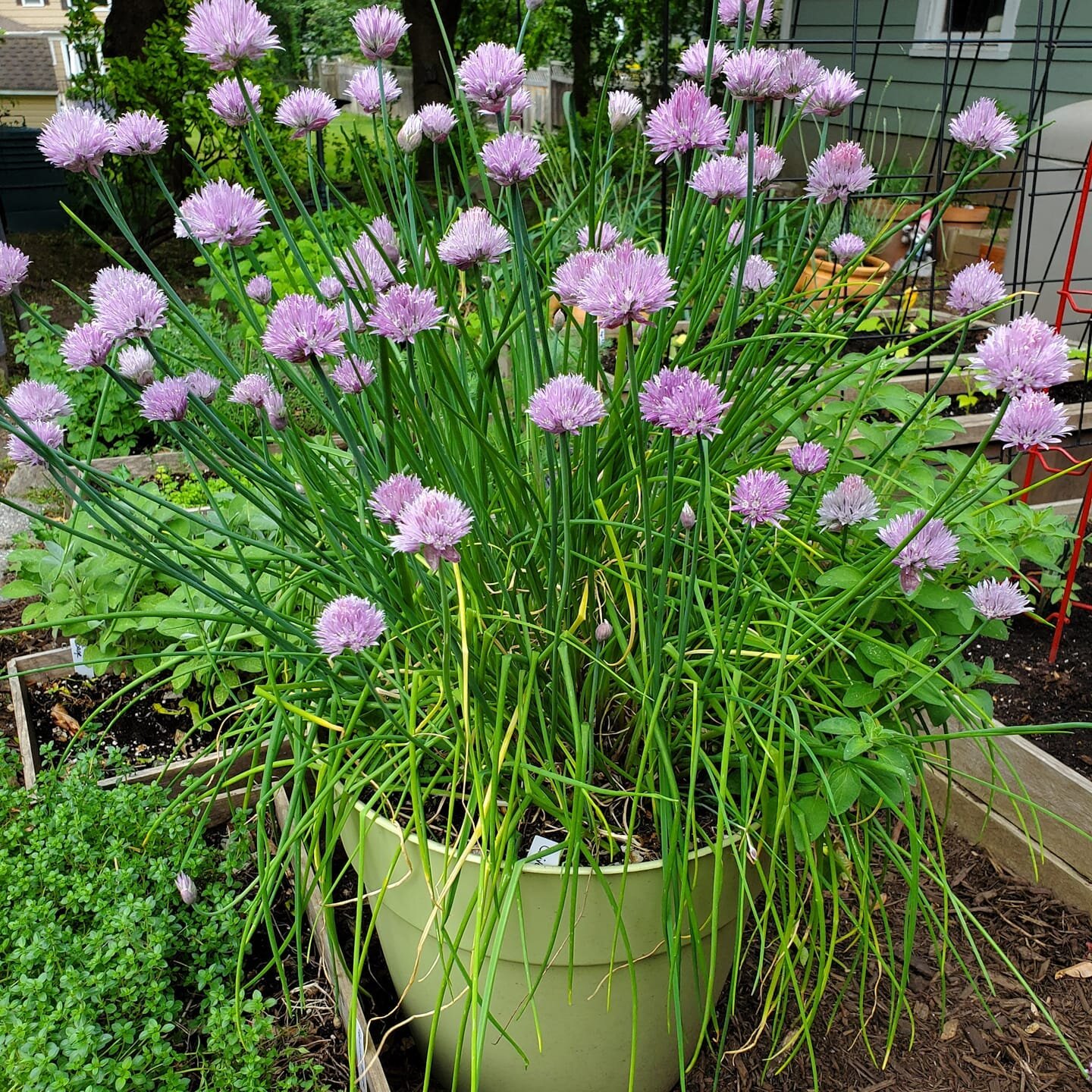 The chive blossoms were ripe for the picking today to make chive-infused vinegar and oil. I love it in salads and for cooking. Recipe #ontheblog. 
.
.
.
#nofilter #chives #infusedoil #infusedvinegar #herbs #urbangarden #organic #gardening #garden #gr