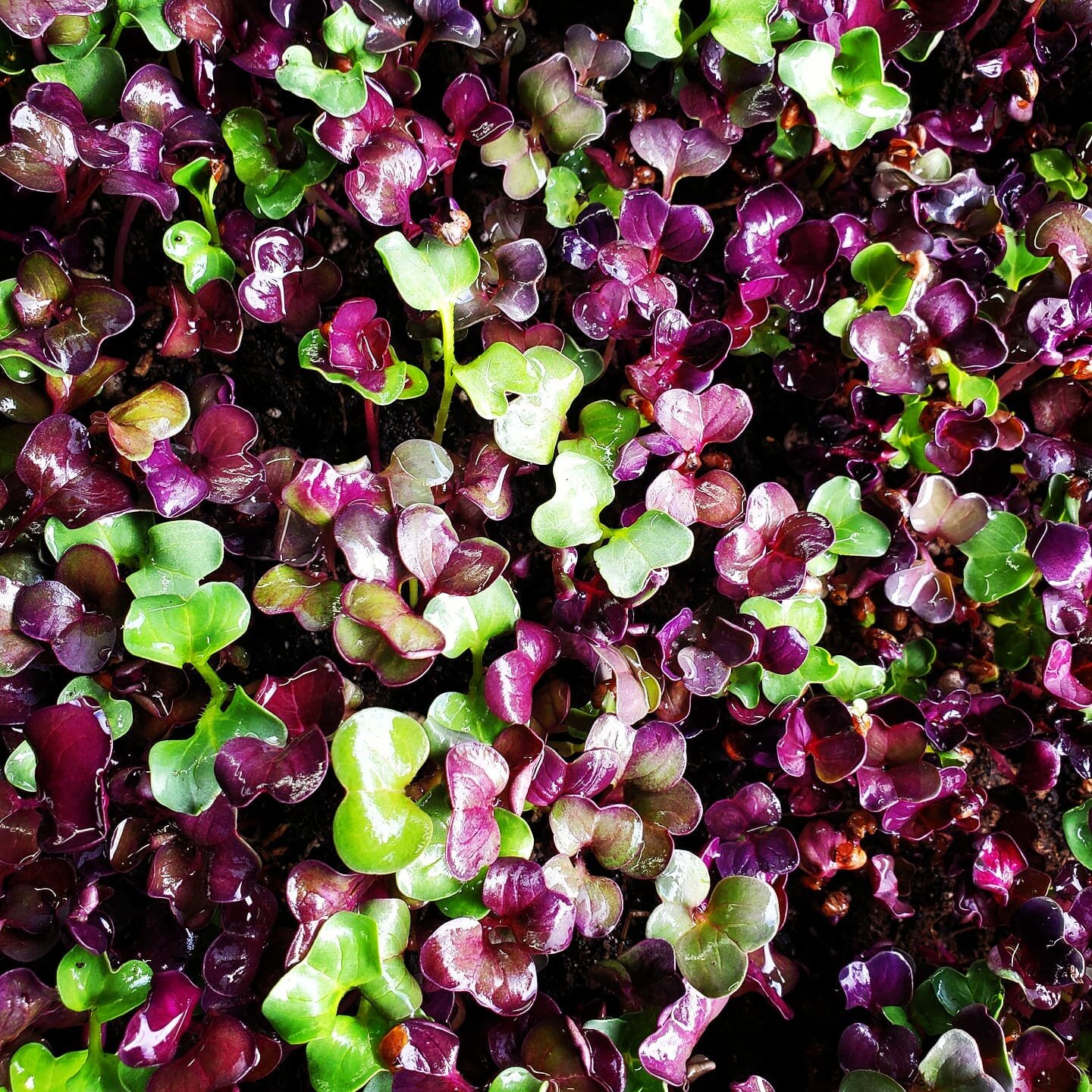 Now that I don't need my grow lights for seedlings, I'm moving on to MICROGREENS! 🤩 These tiny greens have such bold flavor and are loaded with nutrients. Great in salads, soups, smoothies, and juices. These Sango Purple Rasish greens from @trueleaf