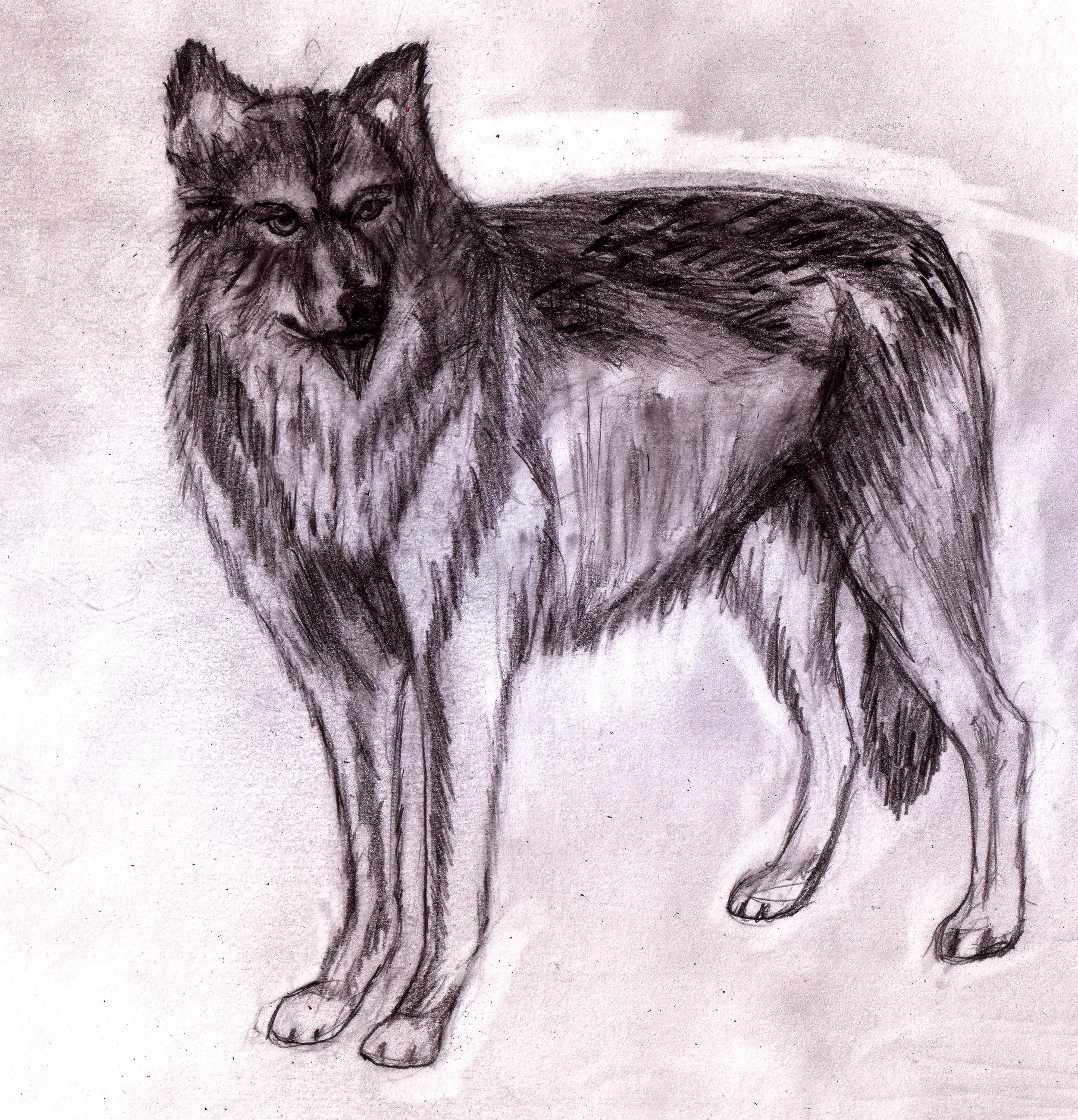 wolf_01.jpg