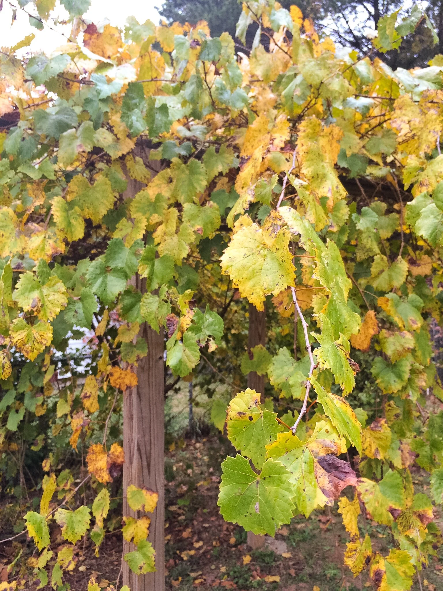 muscadine_vines.jpg