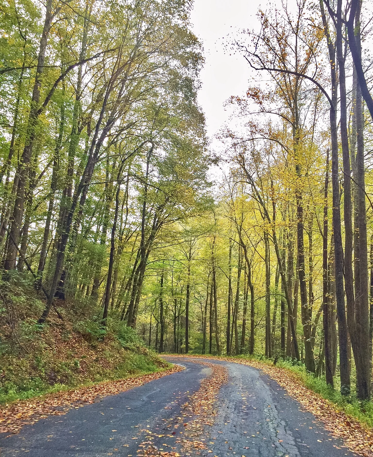 blue_ridge_fall_2015.jpg