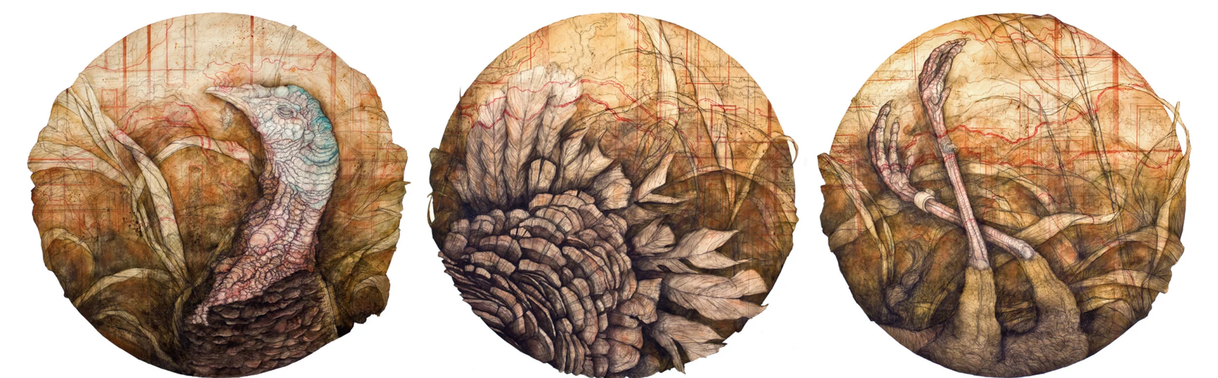 Carly Drew, "Old Tom Turkey Triptych,” Paper, watercolor, graphite, acrylic. 34 x 34in. (each panel) 2013. Available. Inquire Here.