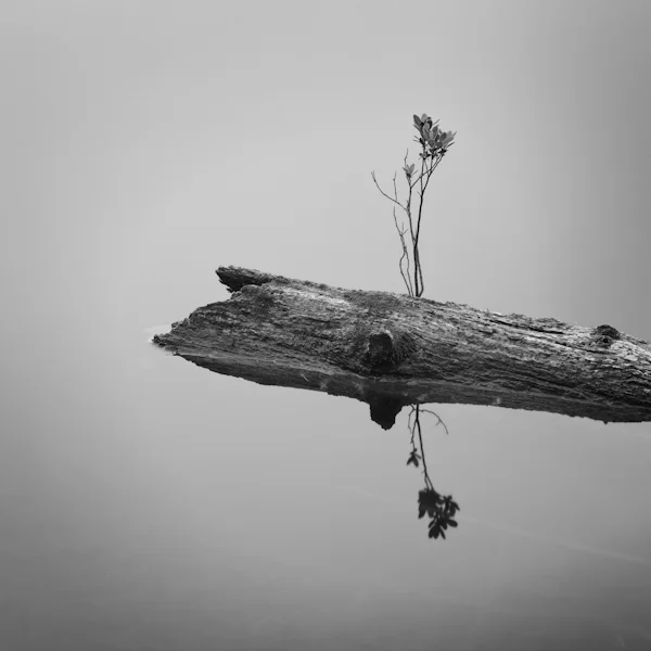 new life