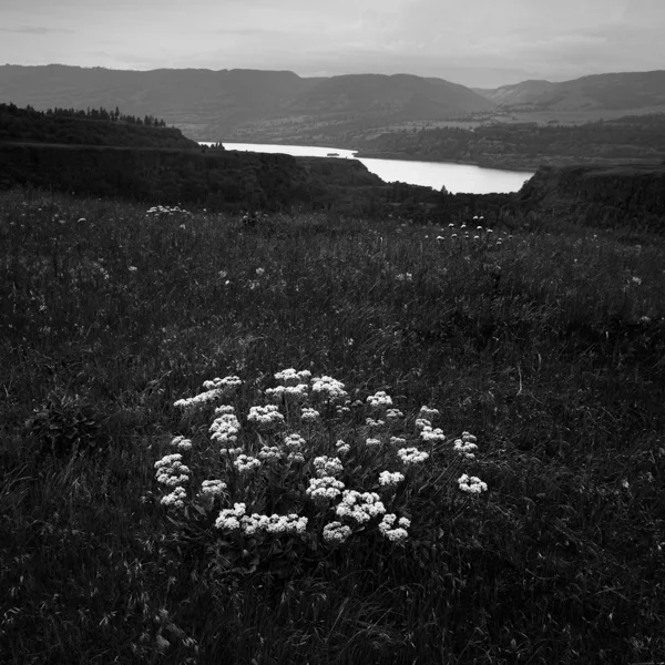 rowena plateau 2
