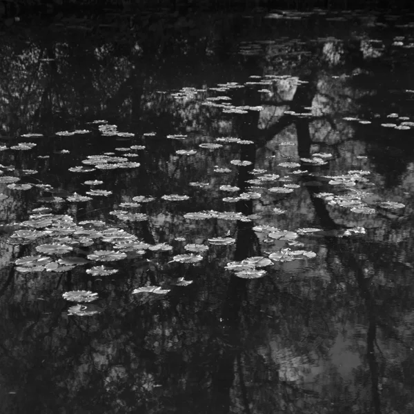 hommage to claude monet: water lilies