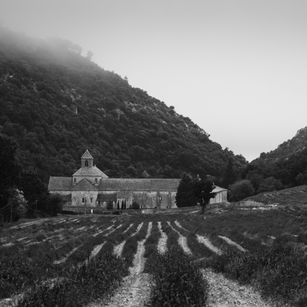 abbaye notre-dame de sénanque and lavender field