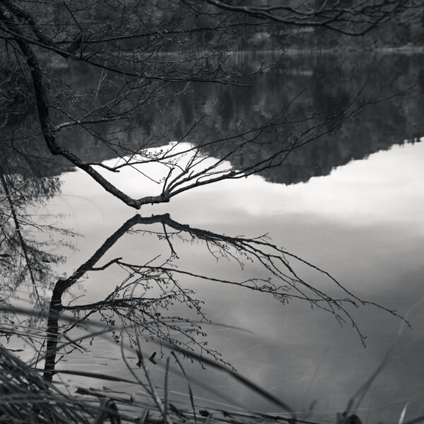 tree branch reflection