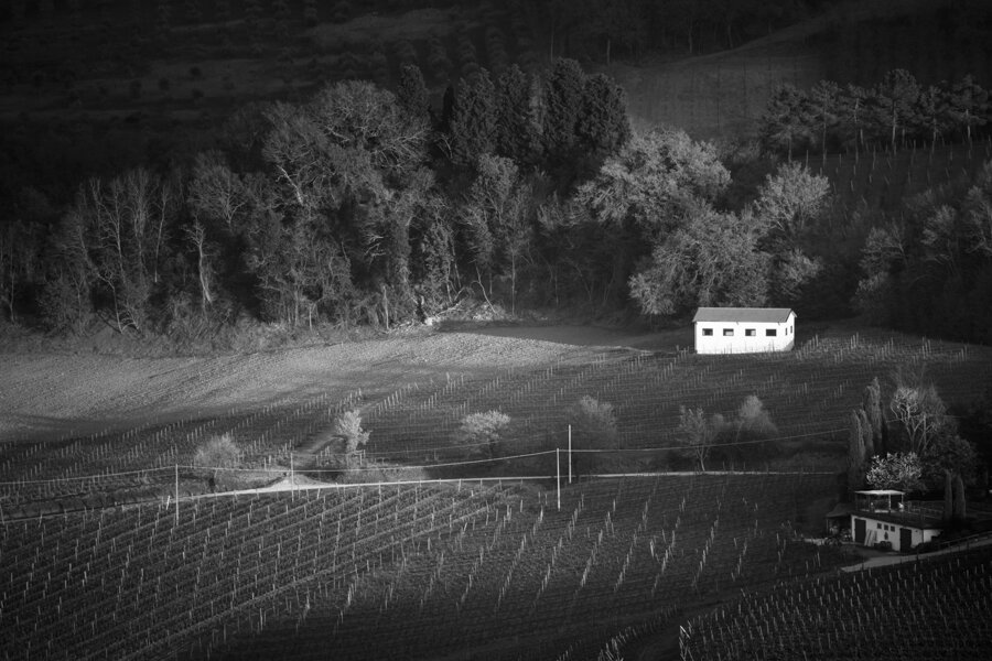 tuscan vineyard