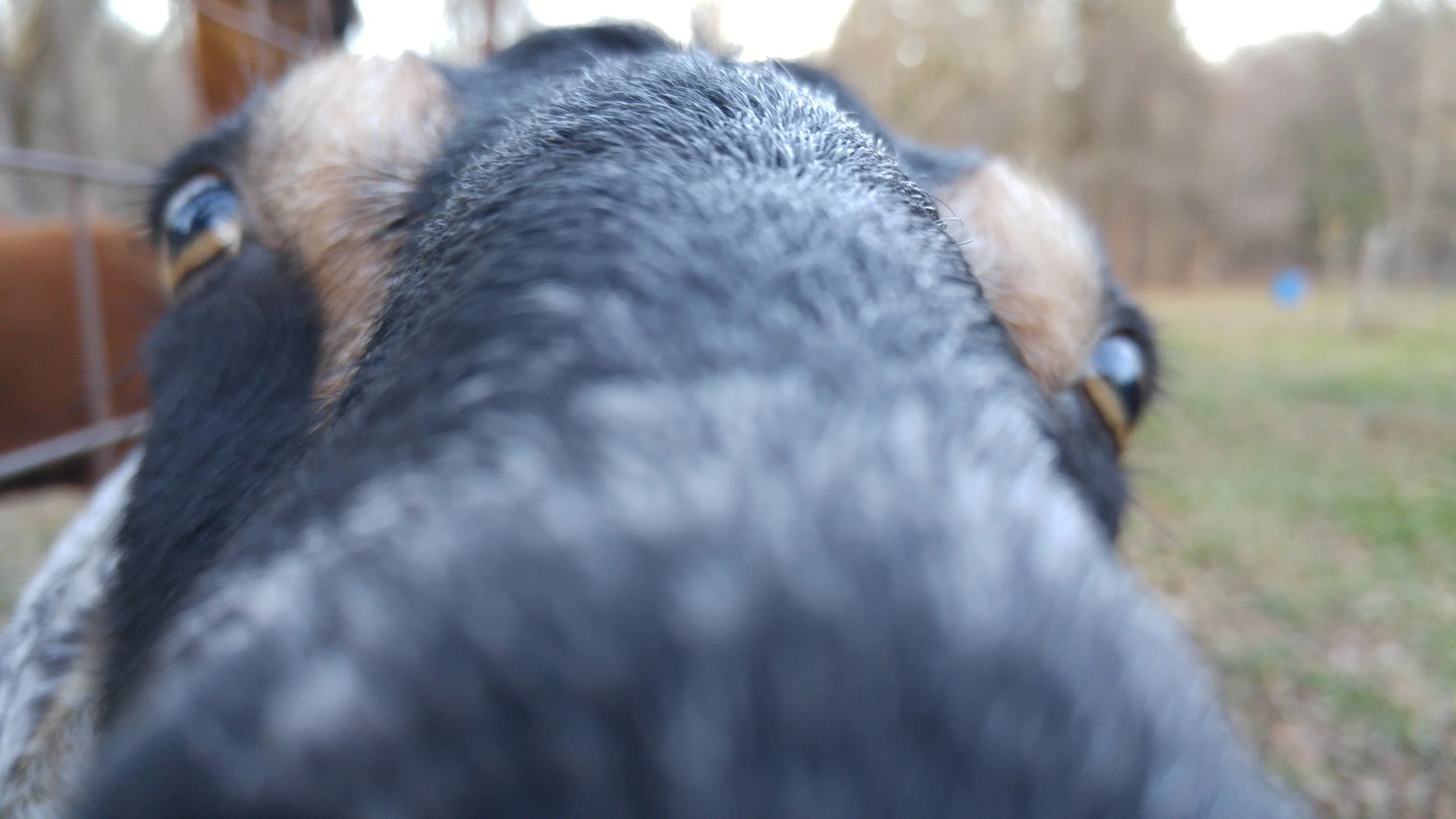 A Great Goat Surprise