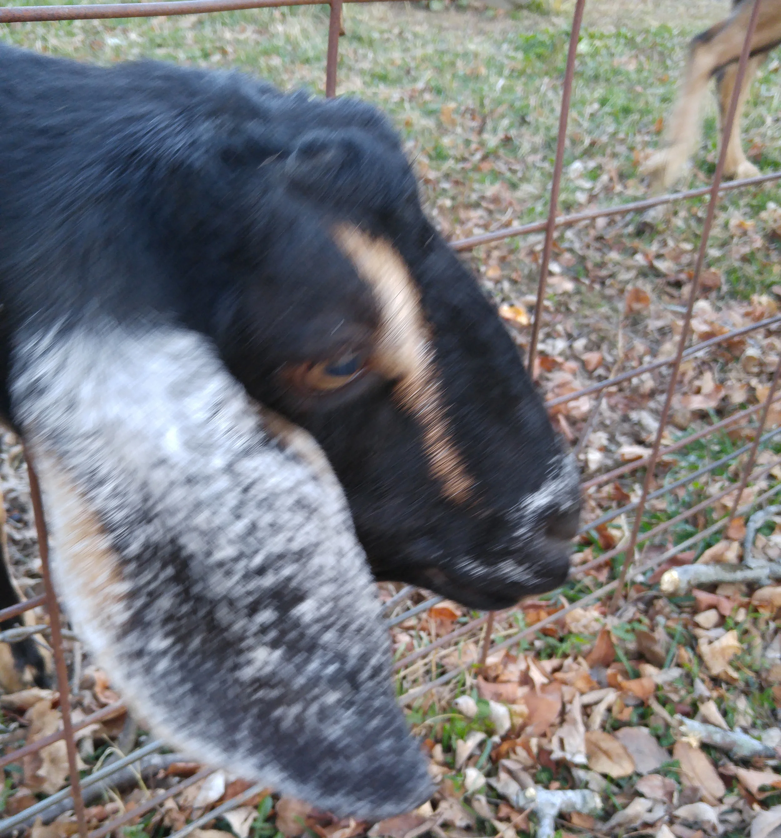 KATY LIKES TO PUT HER HEAD THROUGH THE FENCE AND HATES TO STAY STILL TO HAVE HER PHOTO TAKEN.