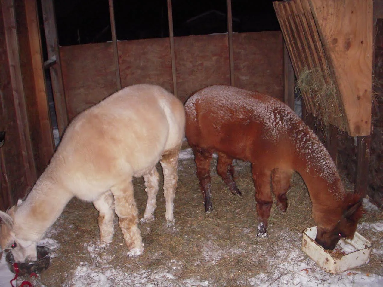 Khan and Zander are hunkered down and trying to stay out of the snow!